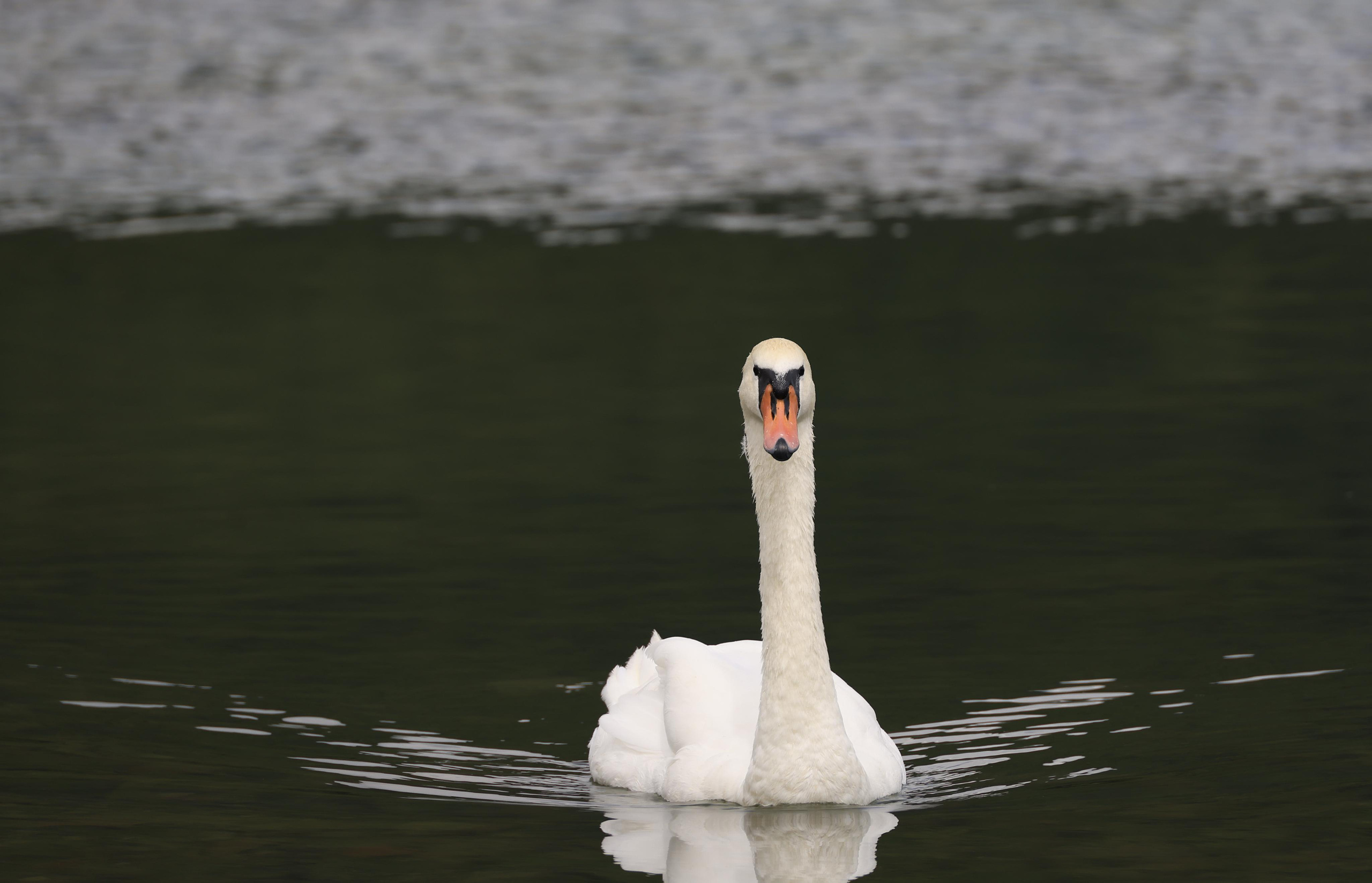 Зверье. Фотохудожник BID