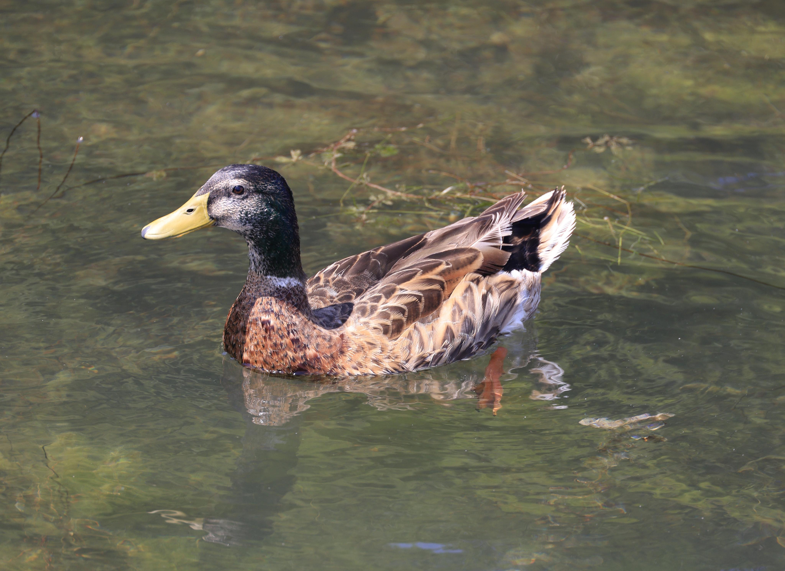 Утки. Фотохудожник BID