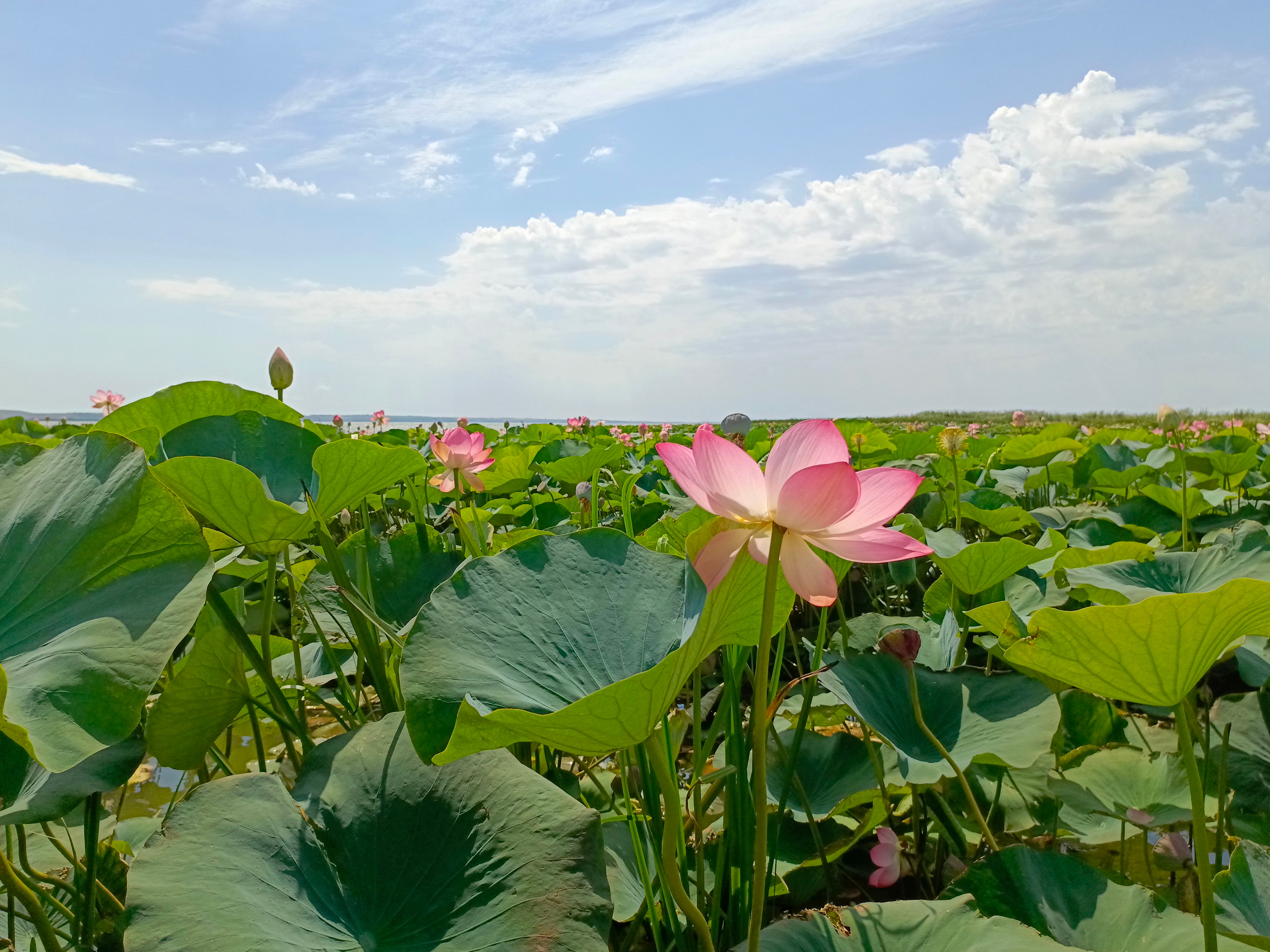 Краснодарский край 2023 Мобильная фотография. Фотохудожник BID