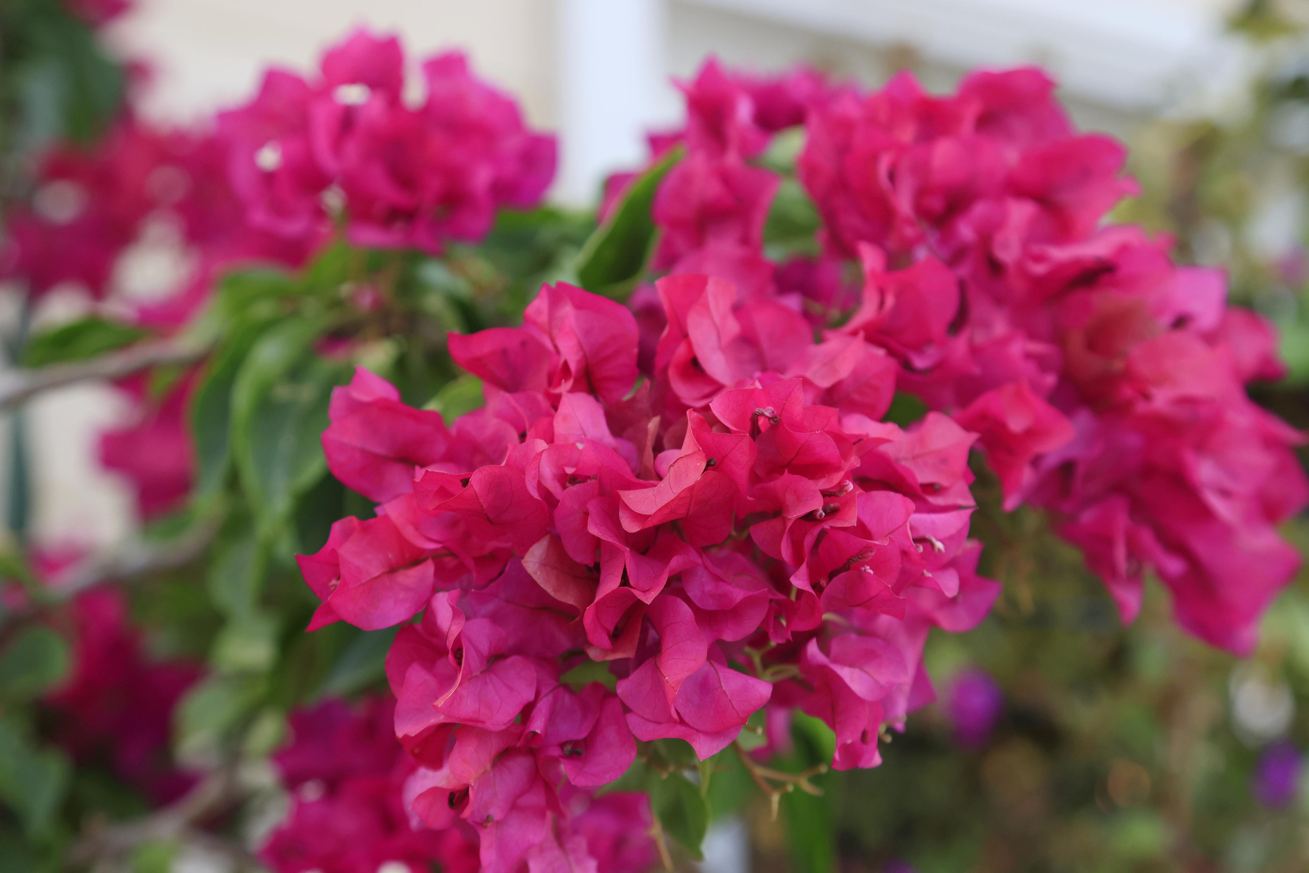 Старый парк. Кабардинка. 2023. Фотохудожник BID