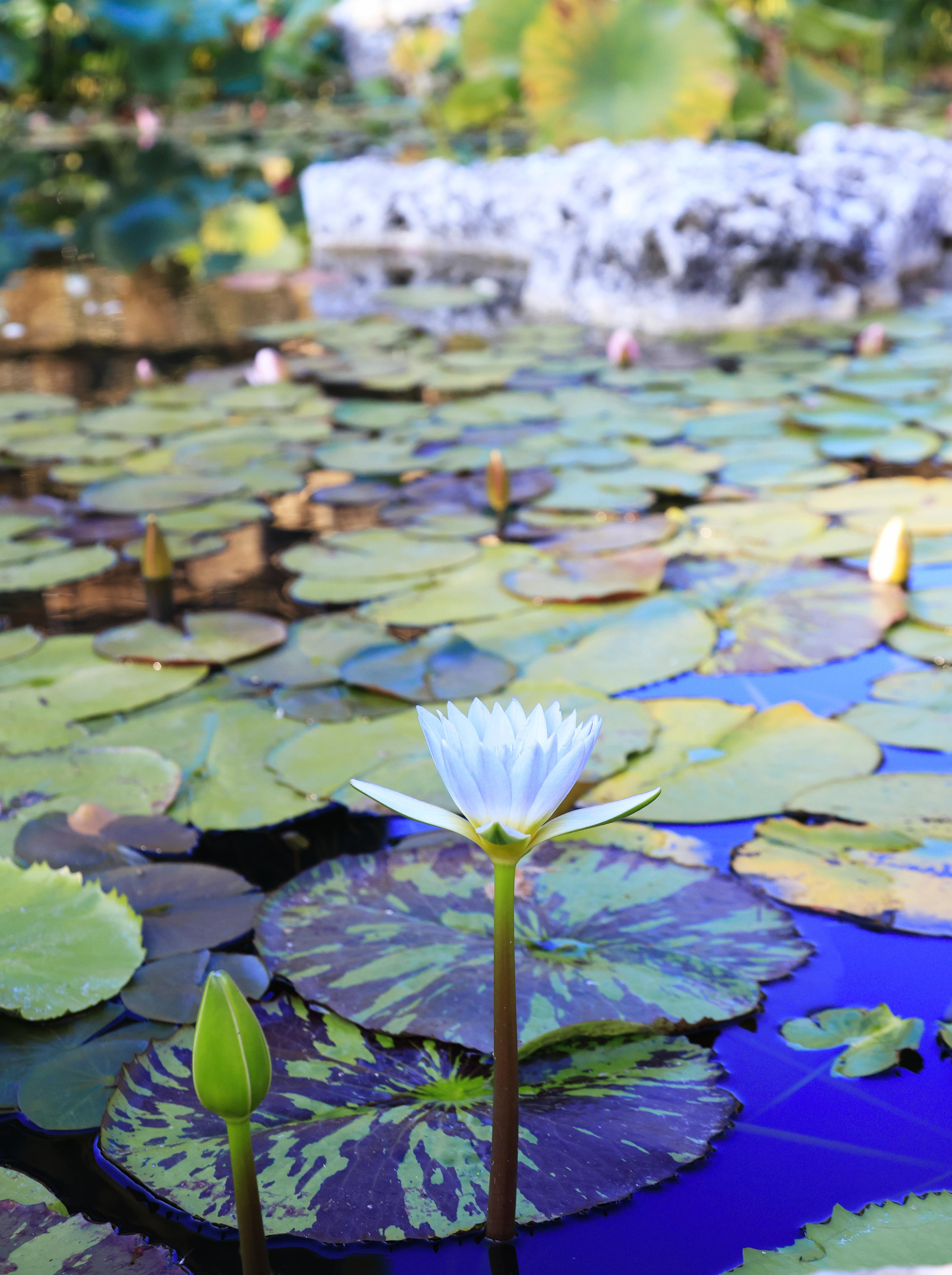 Старый парк. Кабардинка. 2023. Фотохудожник BID