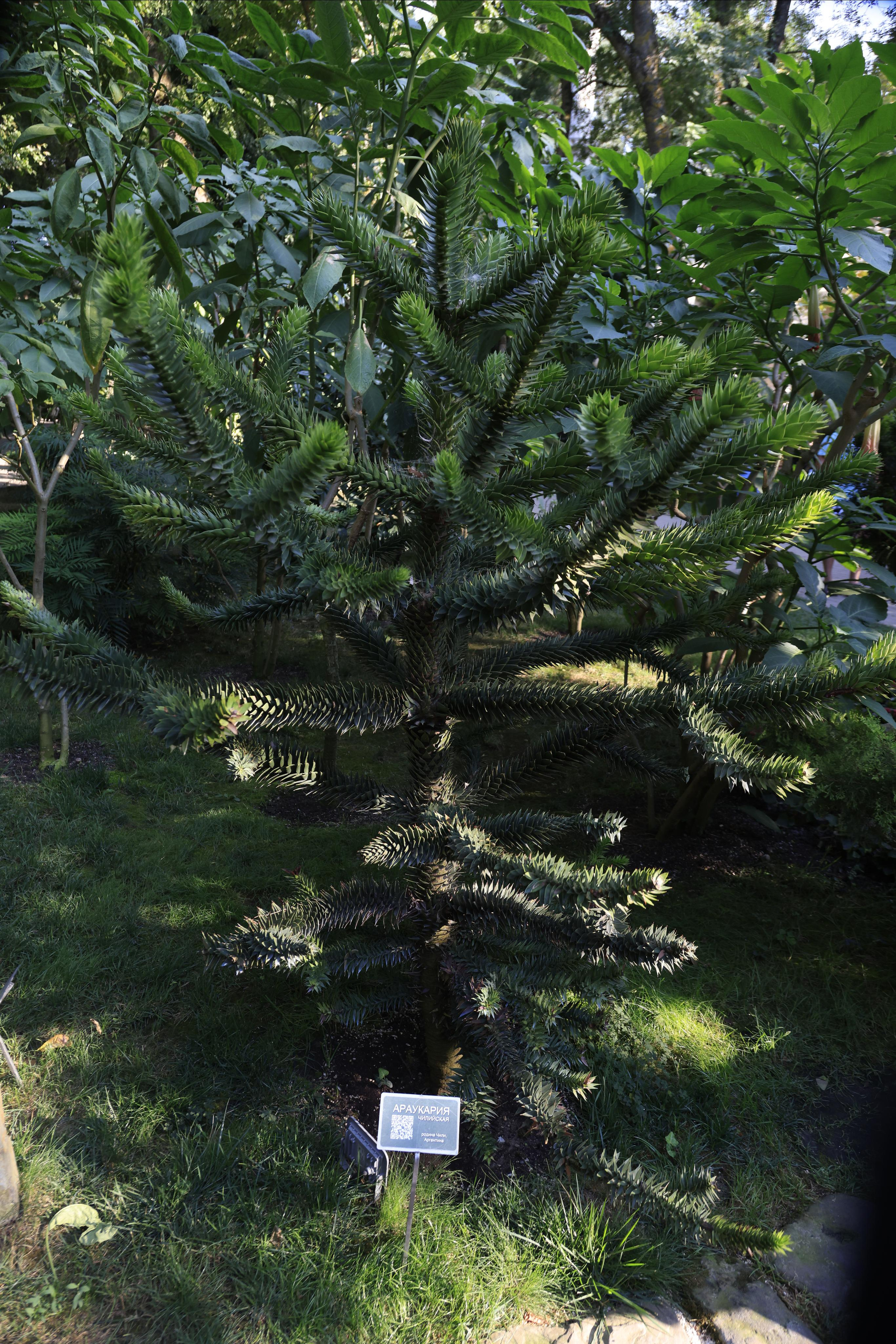 Старый парк. Кабардинка. 2023. Фотохудожник BID