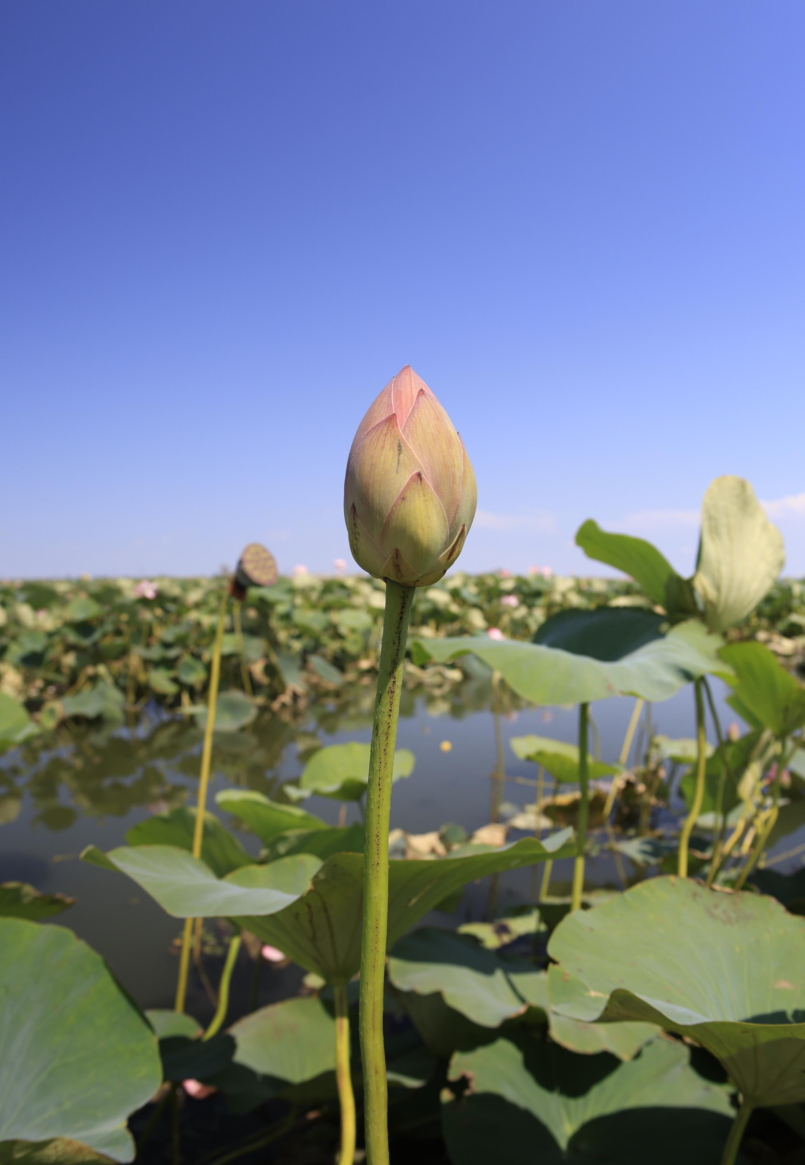 Краснодарский край 2023. Фотохудожник BID