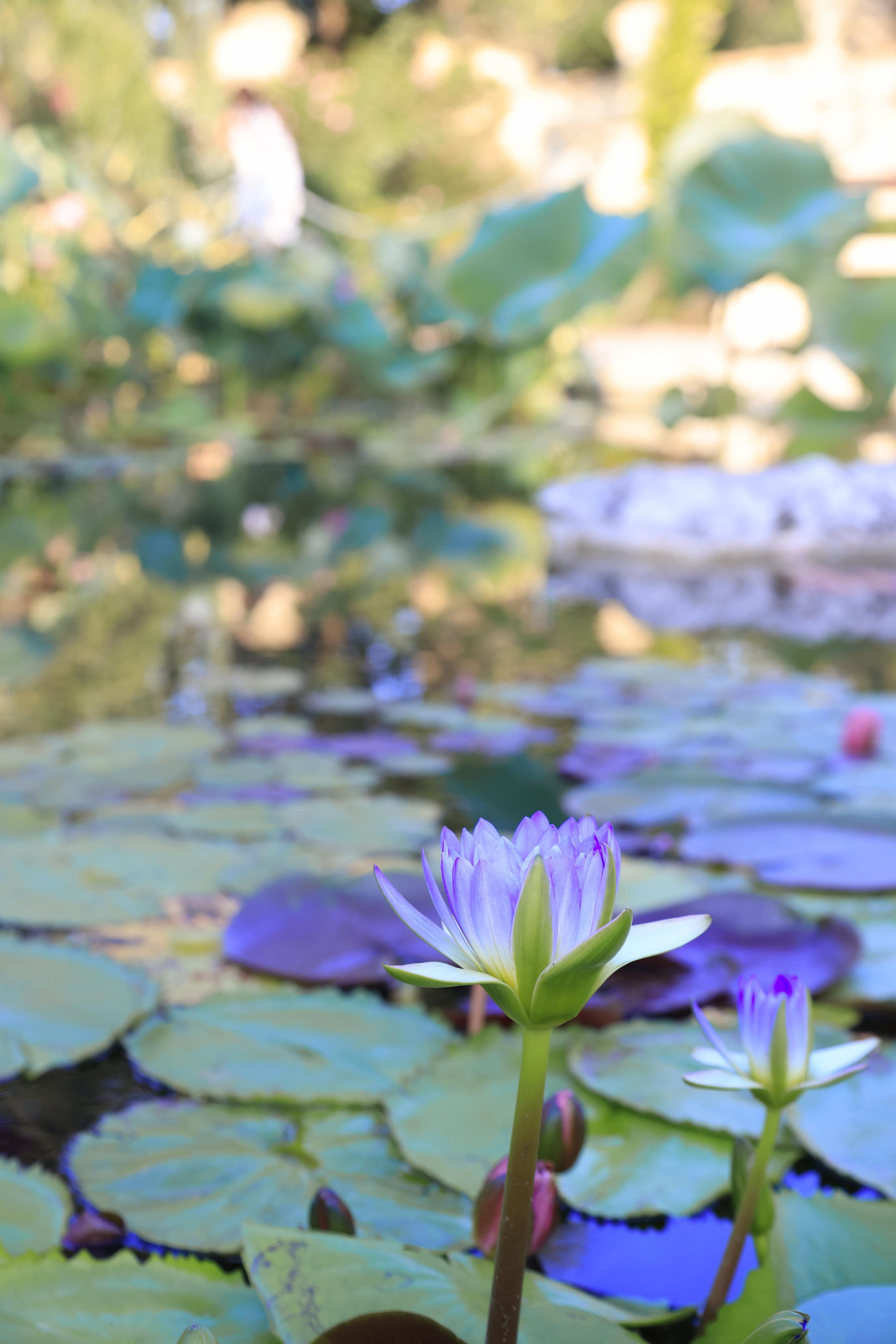 Старый парк. Кабардинка. 2023. Фотохудожник BID