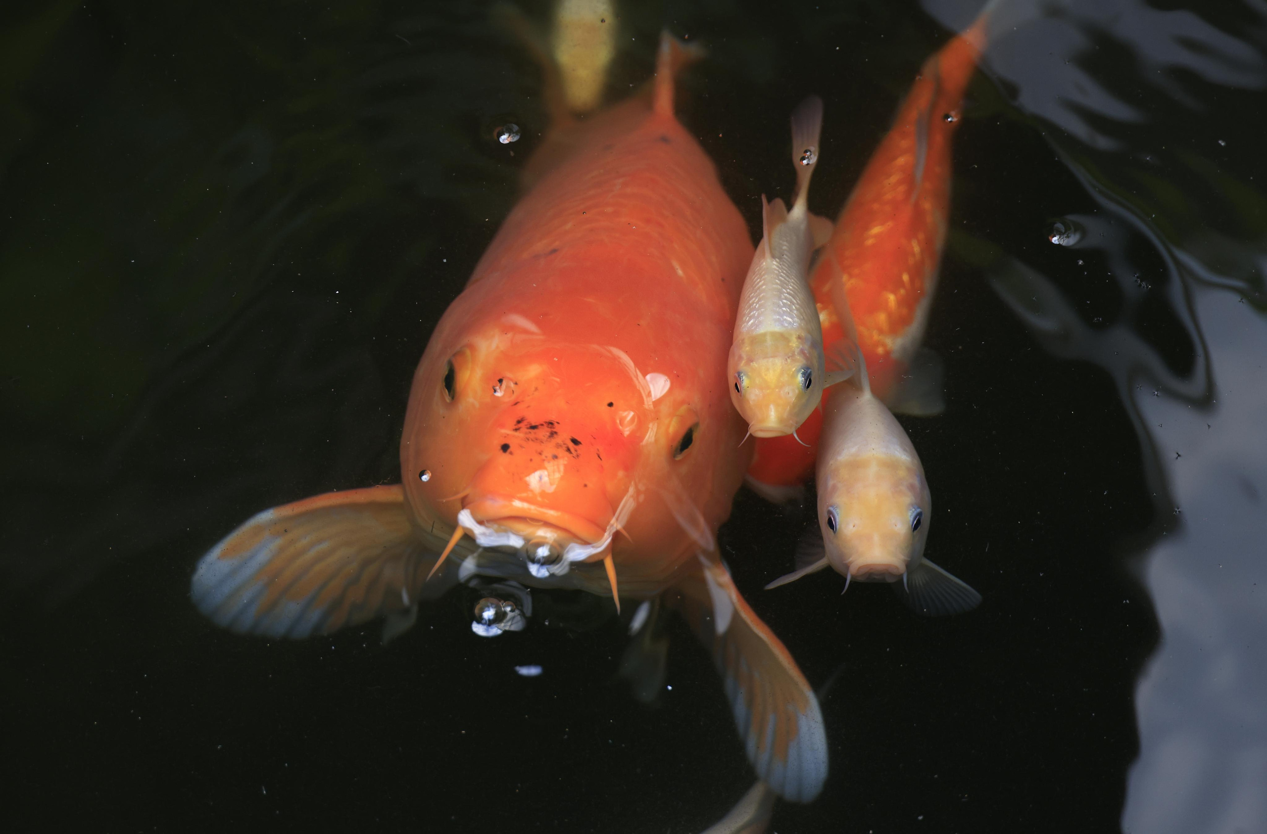 Краснодарский край 2023. Фотохудожник BID