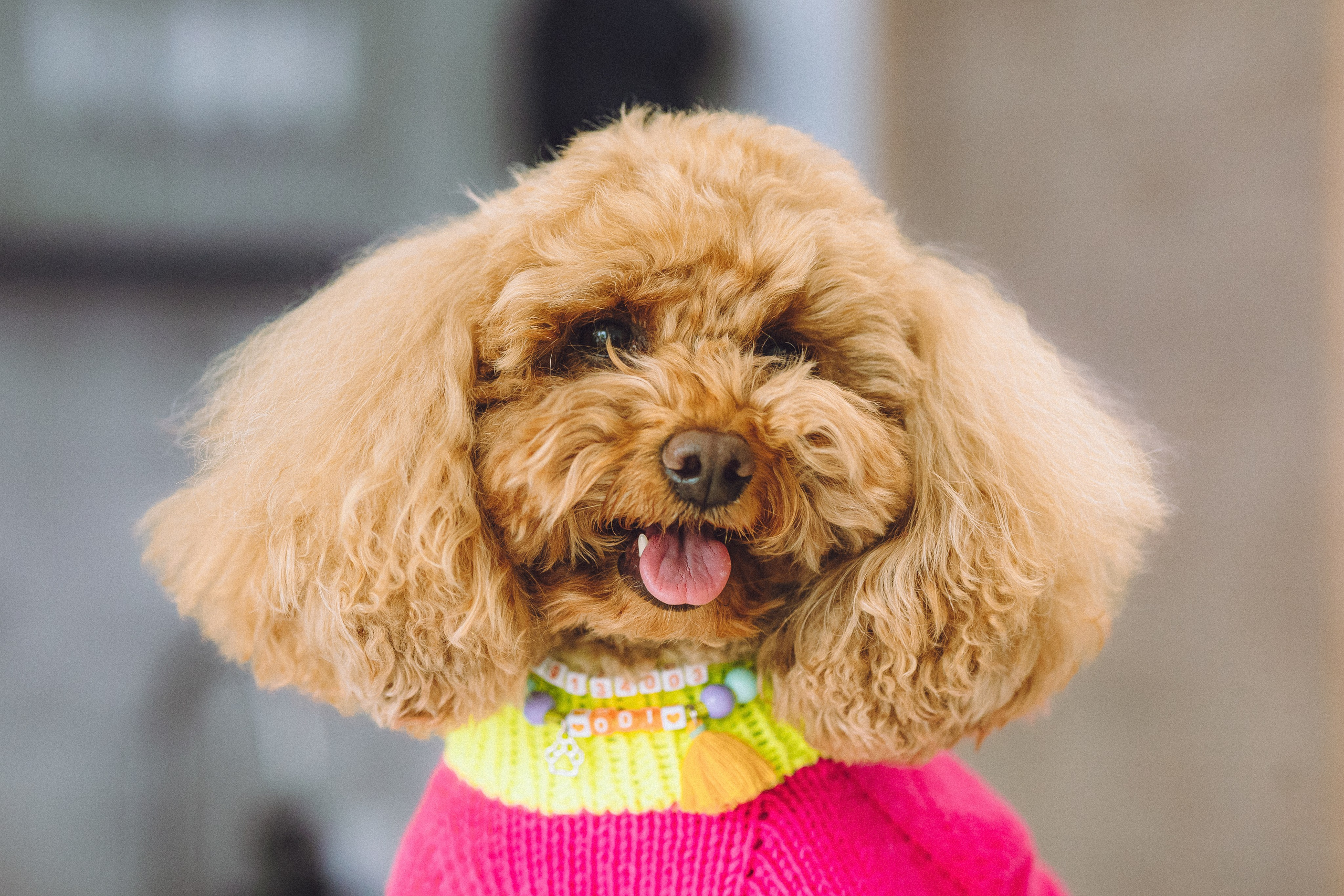 День Рождения пуделя Глаши