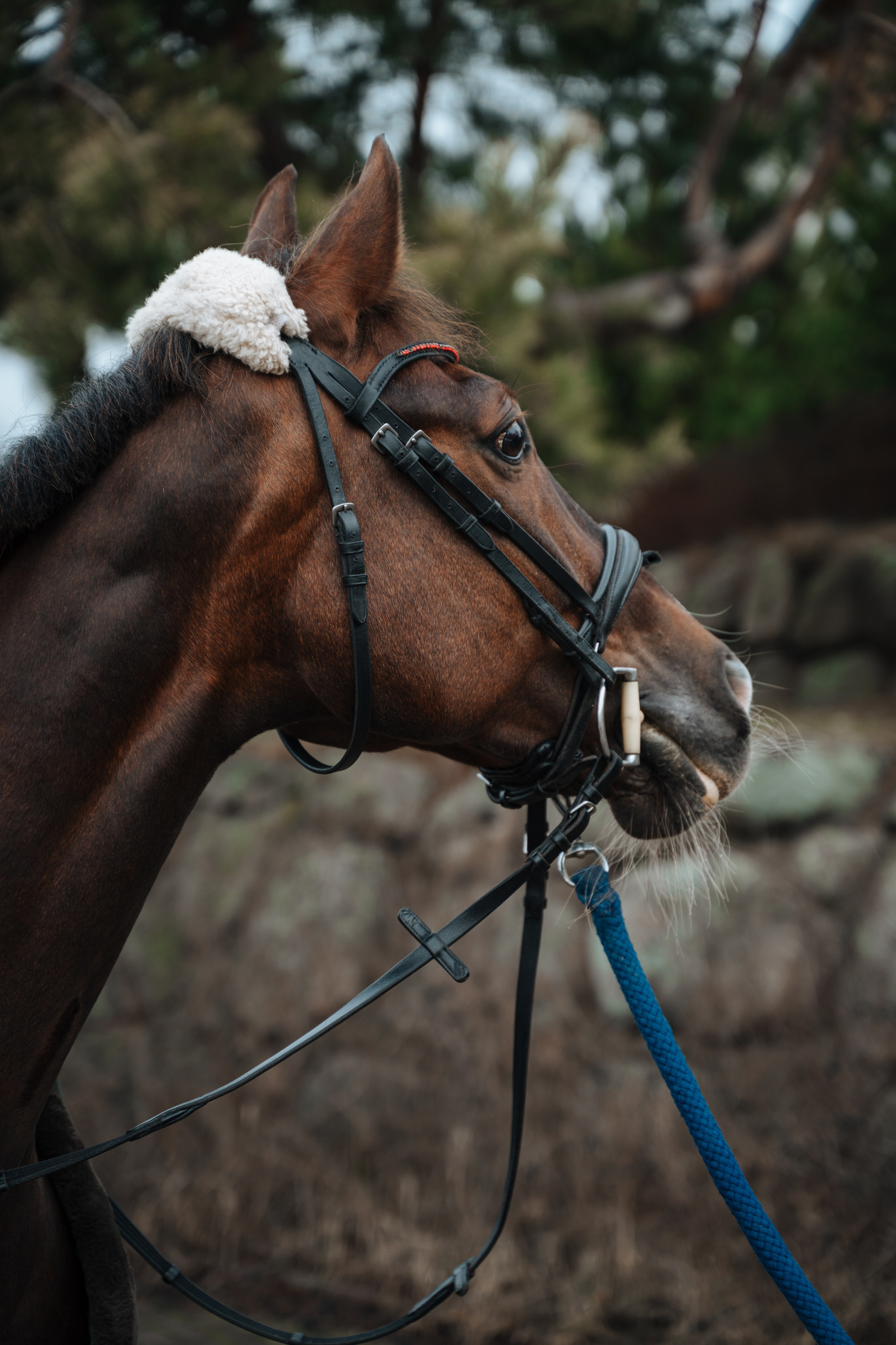 Евгения. Конный клуб. Портретный фотограф в Санкт-Петербурге Дмитриева Наталия