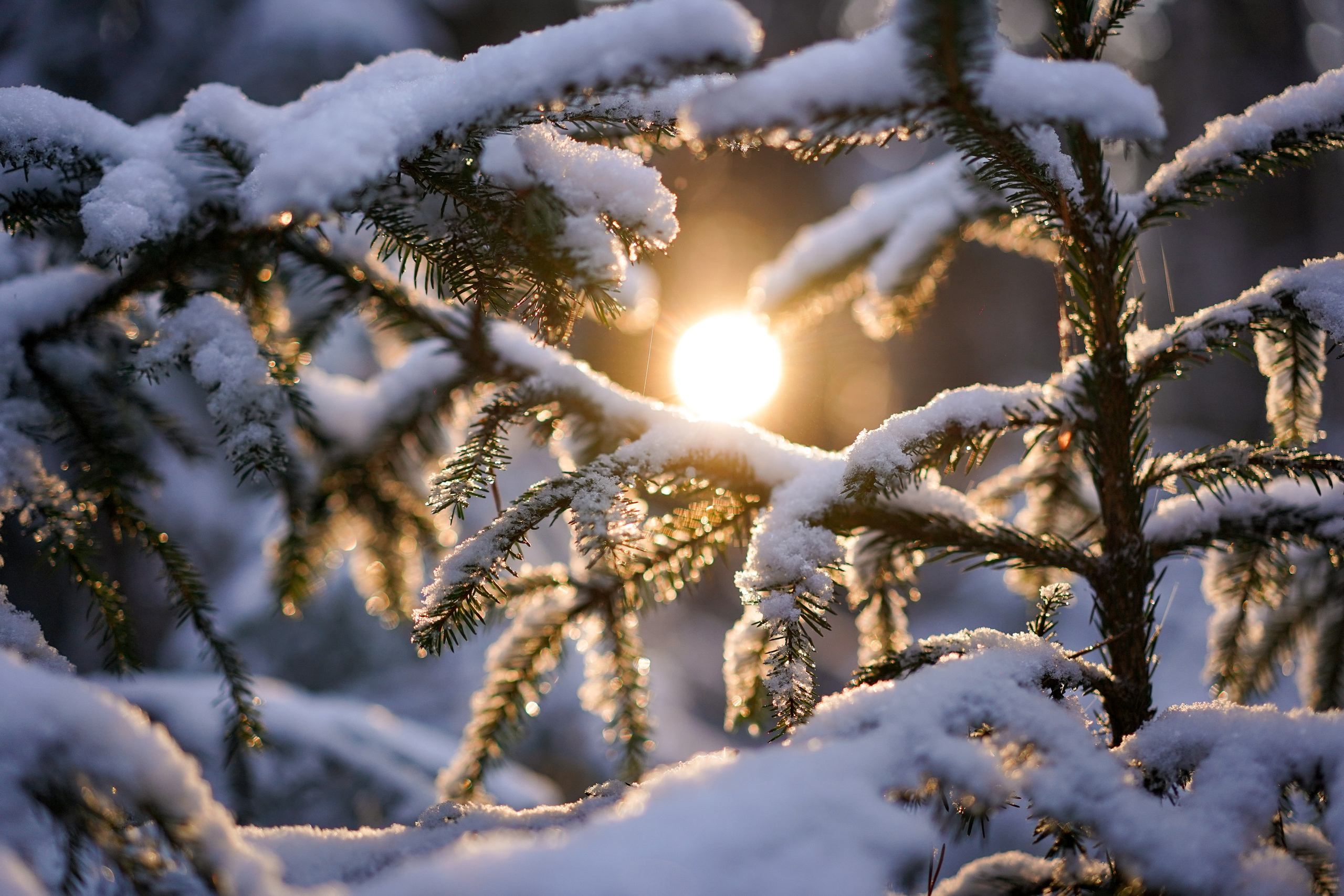 Панда зимний лес. Фотограф-анималист в Санкт-Петербурге Яна Мартынова
