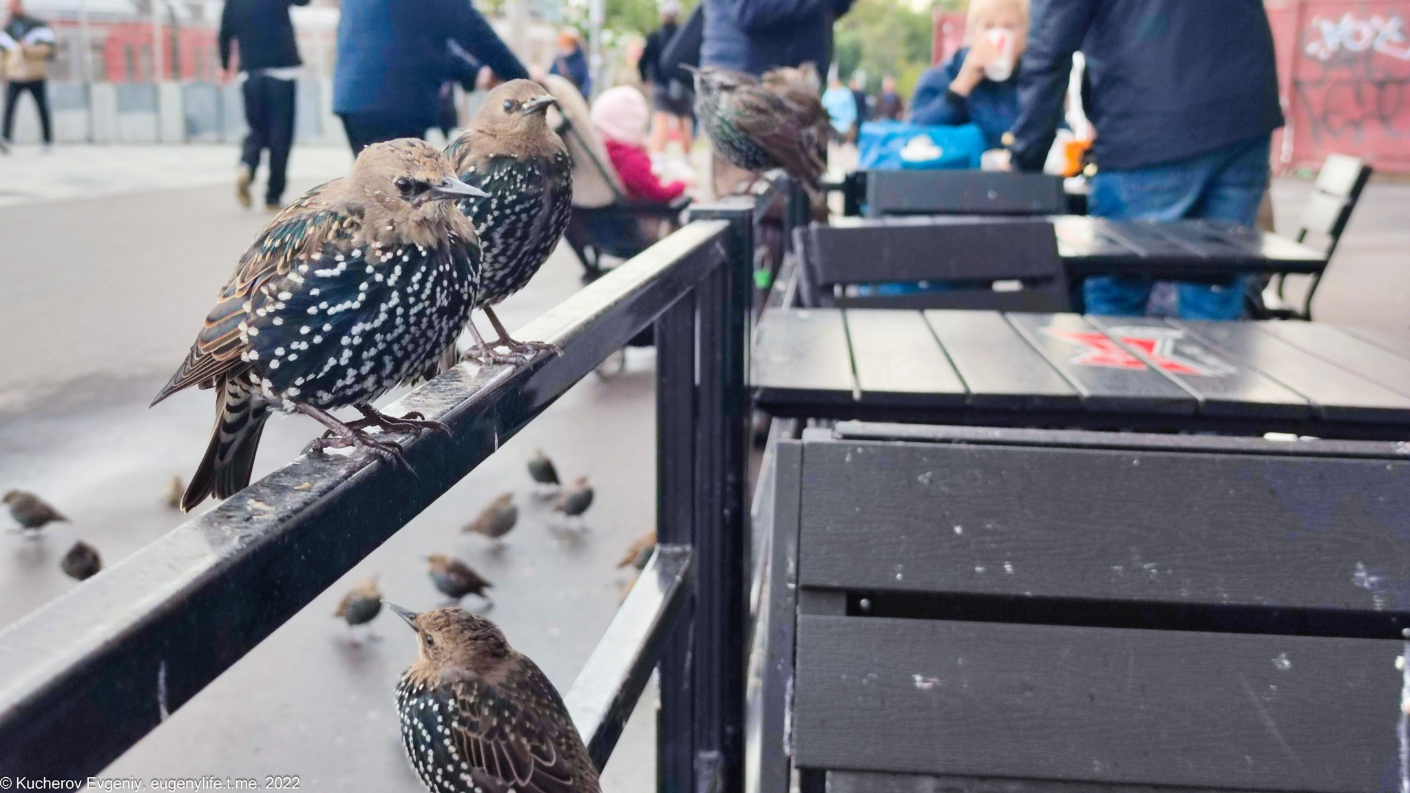 Скворцы. Кучеров Евгений. Фотограф
