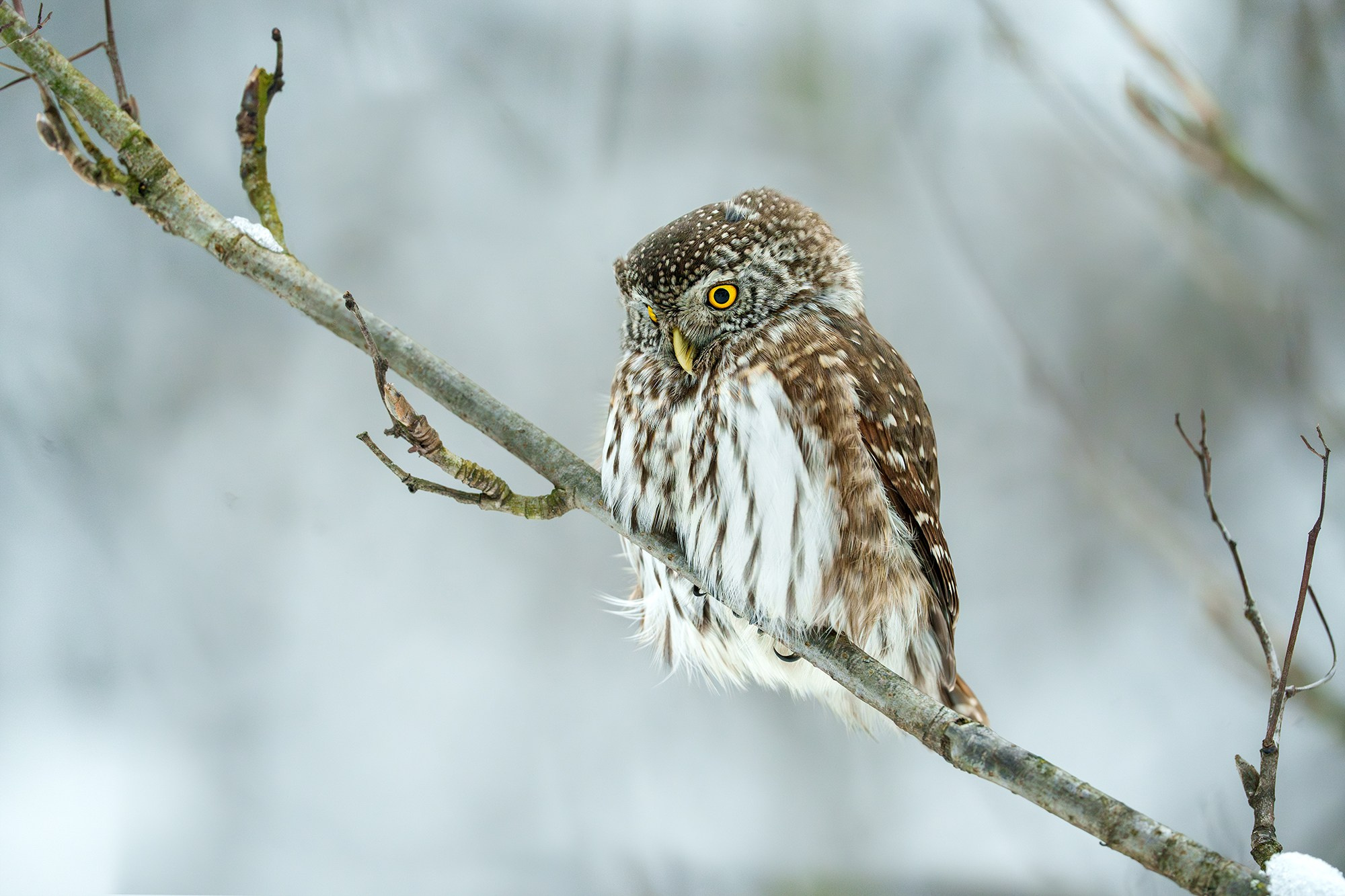 Удивительные мир птиц. Вокруг нас столько прекрасного — присмотритесь!. Ваш личный фотограф Марина Волкова