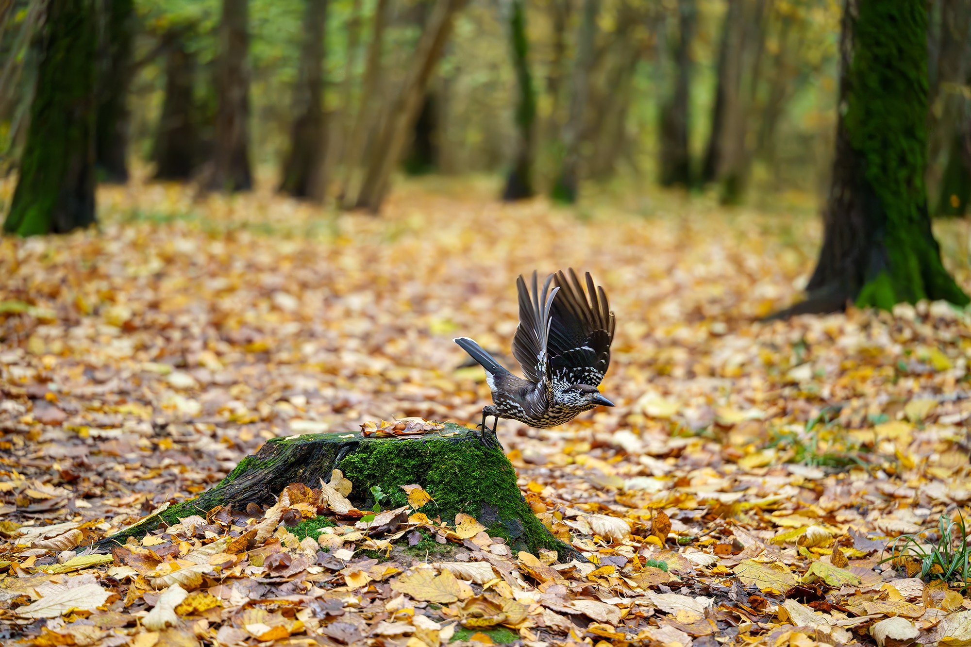 Удивительные мир птиц. Вокруг нас столько прекрасного — присмотритесь!. Ваш личный фотограф Марина Волкова