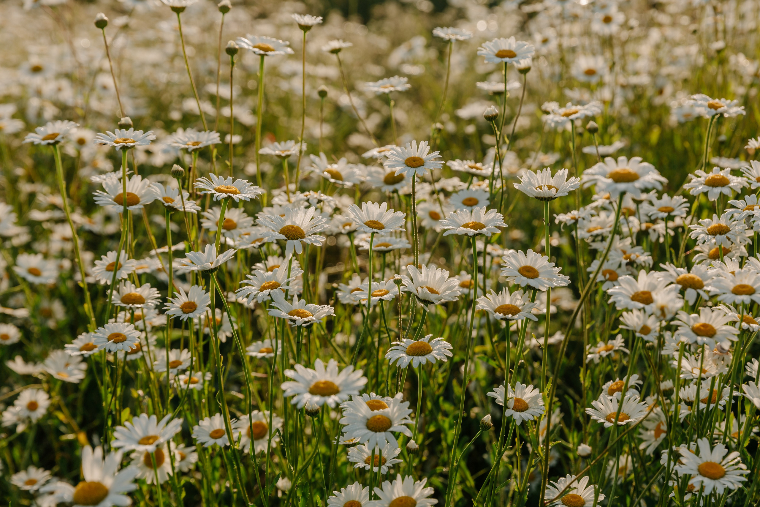 Заповедный Крым, Республика Крым. Репортажный фотограф в Крыму Ксения Гасица