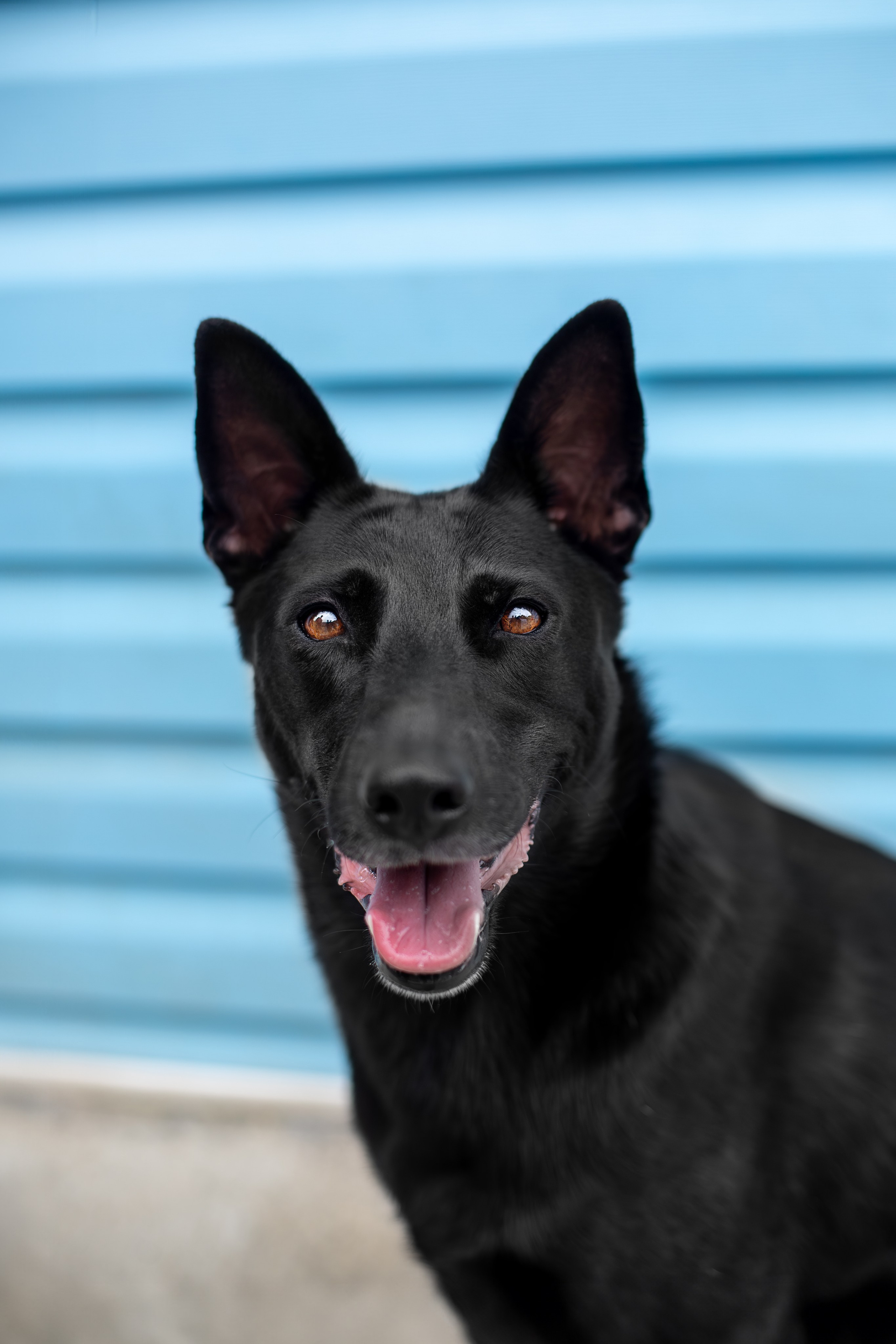 Мини-приют «Возрождение». Ирина Голомб|Фотограф-анималист в  Сочи и Калининграде