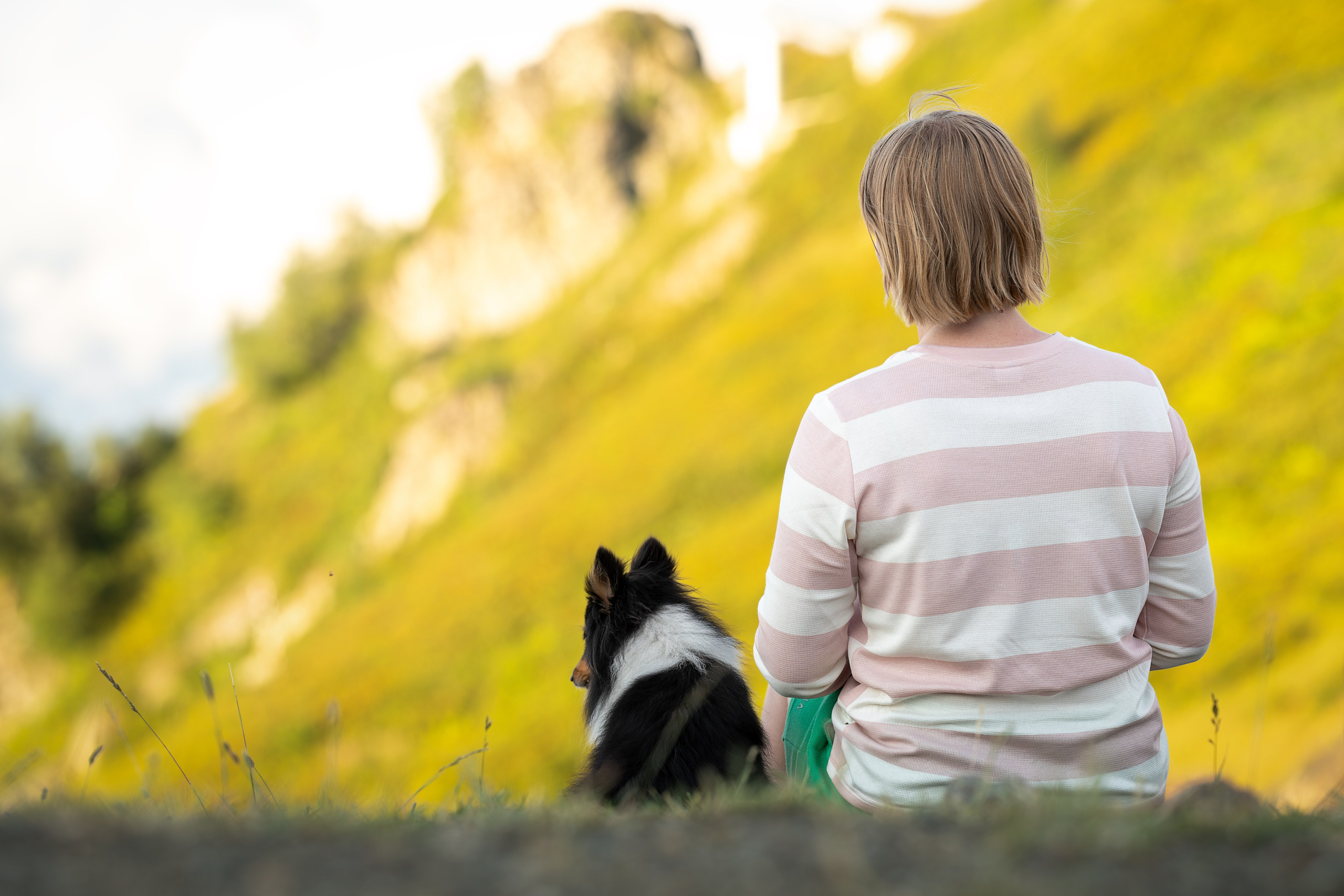 Мята, Шелти. Ирина Голомб|Фотограф-анималист в  Сочи и Калининграде