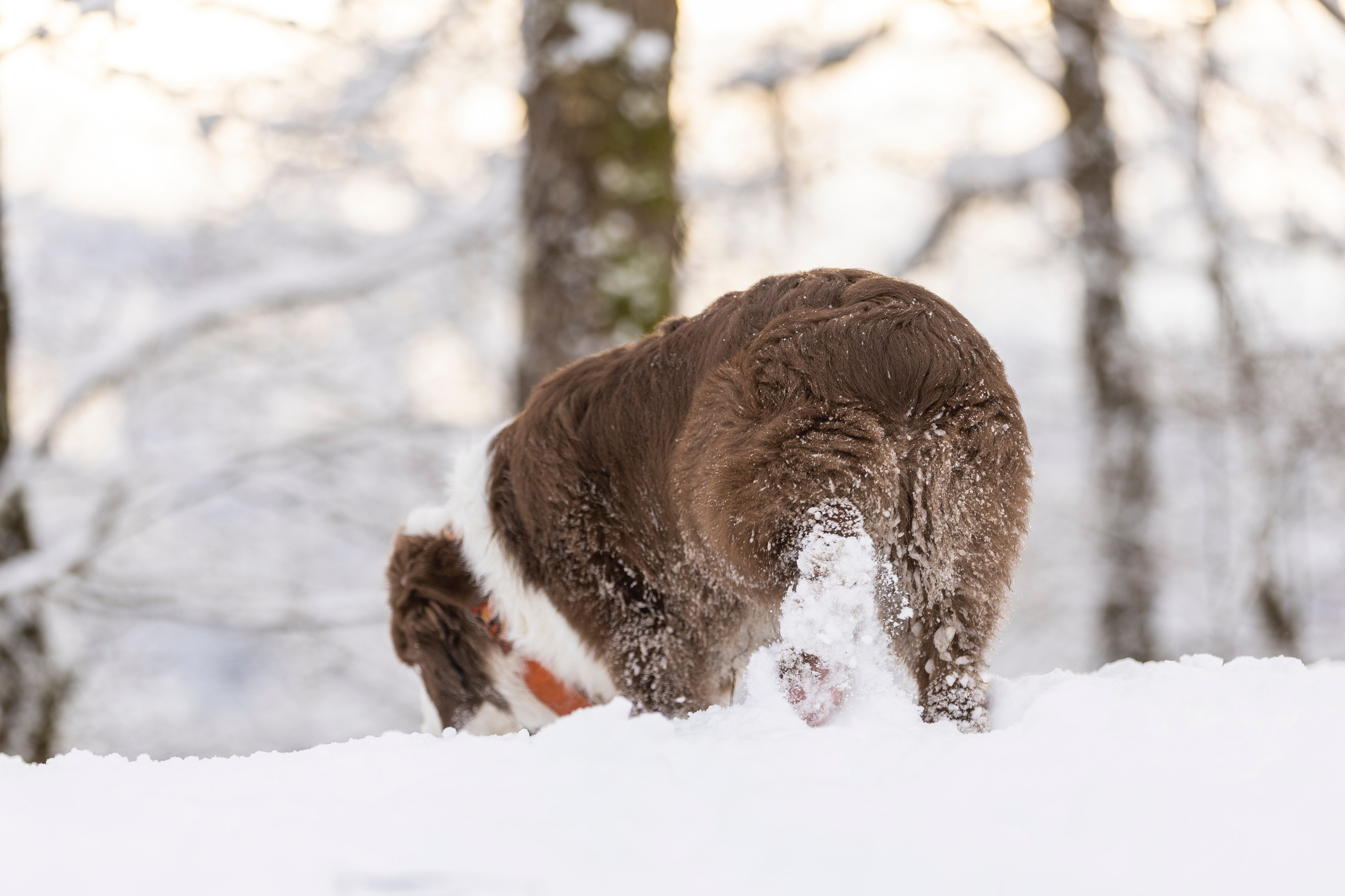 Догтуса Тропа Ефремова. Ирина Голомб|Фотограф-анималист в  Сочи и Калининграде
