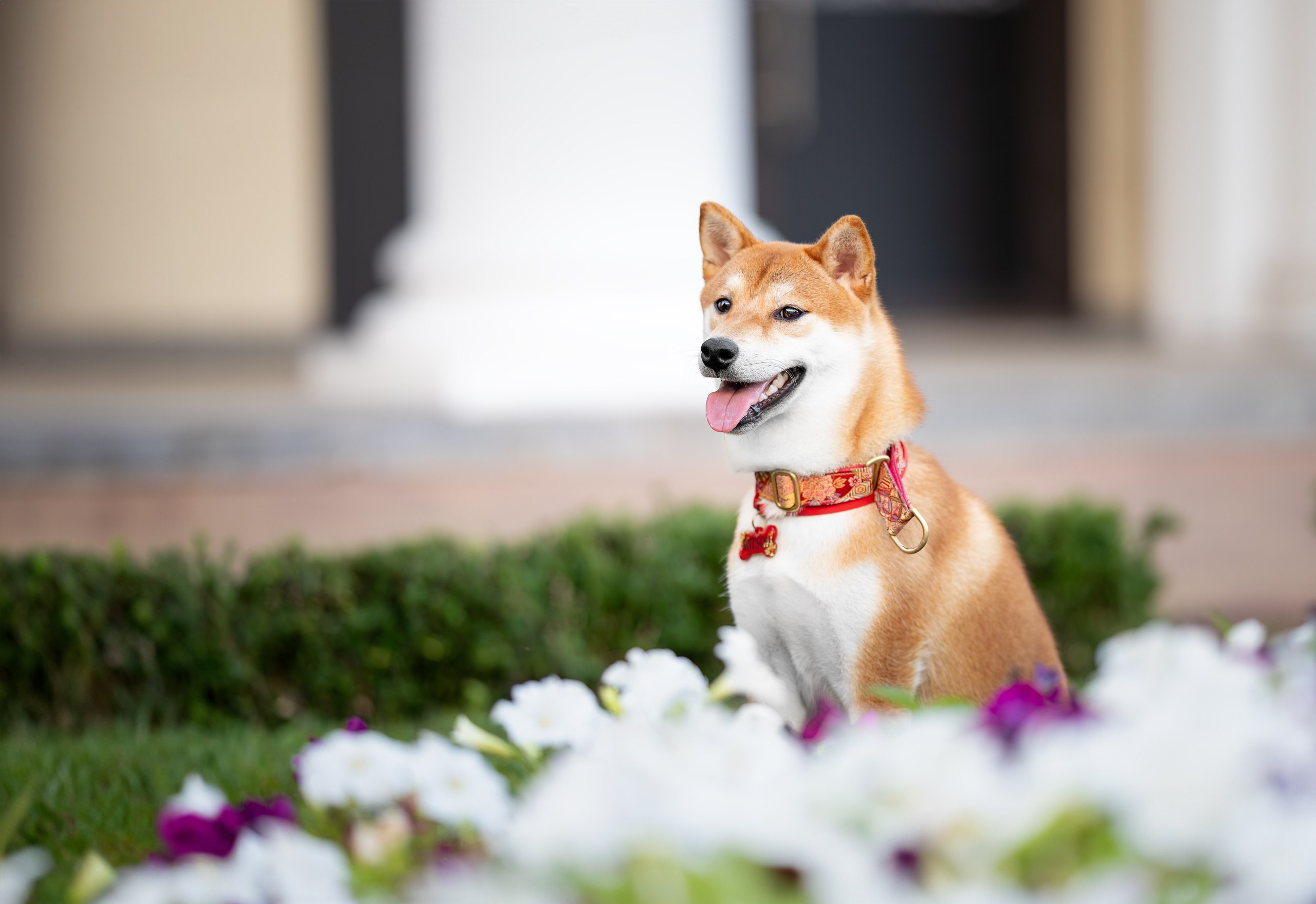 Митсоу, Сиба-Ину. Ирина Голомб|Фотограф-анималист в  Сочи и Калининграде