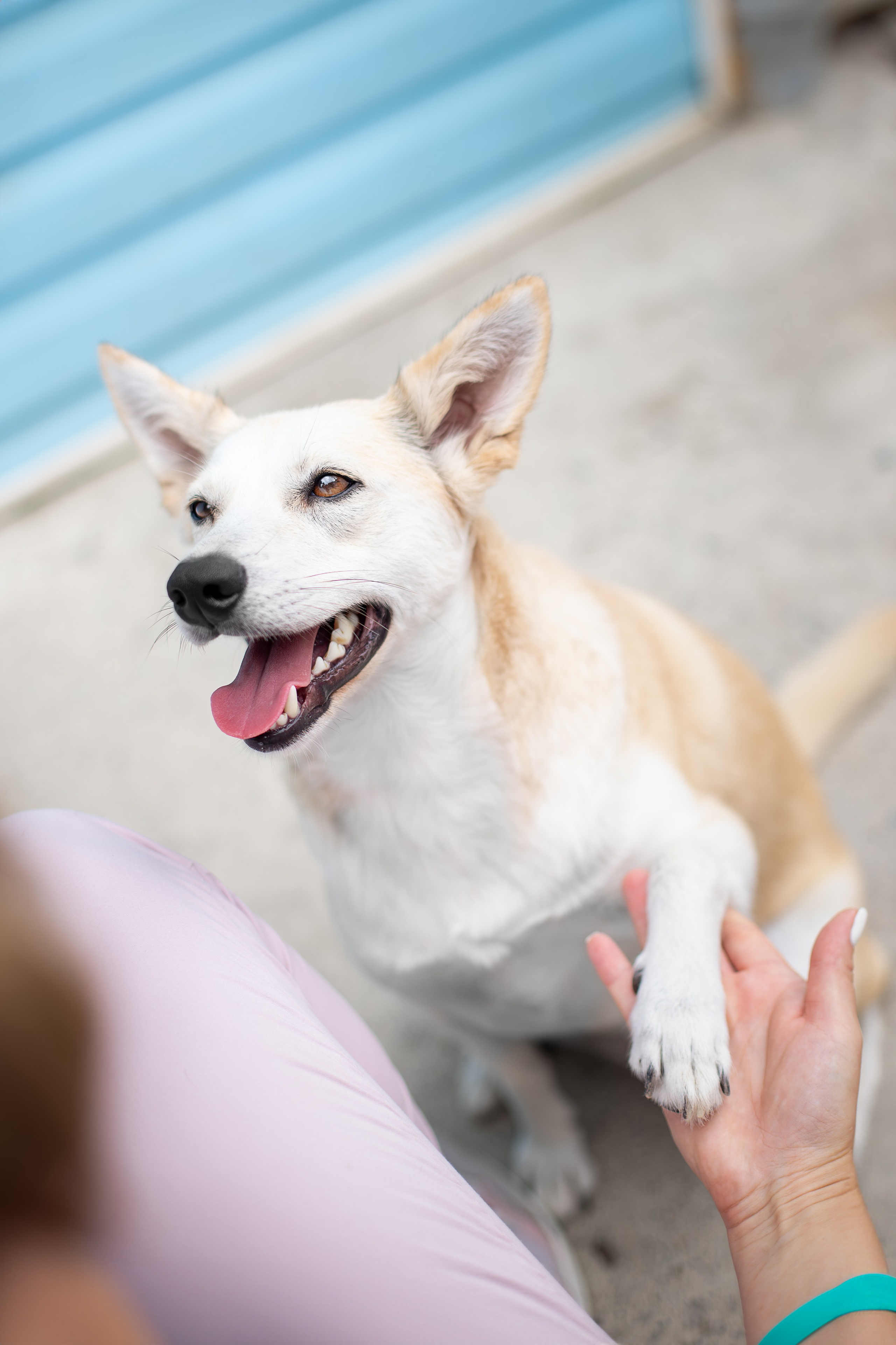 Мини-приют «Возрождение». Ирина Голомб|Фотограф-анималист в  Сочи и Калининграде