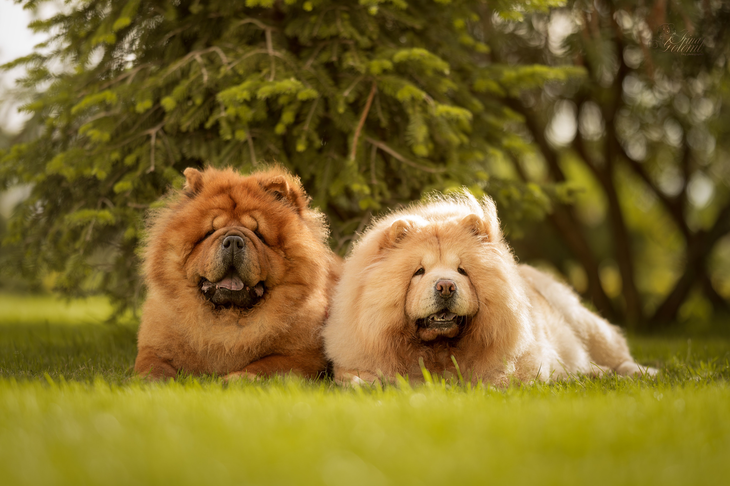 Дана и Макс, Чау-чау. Ирина Голомб|Фотограф-анималист в  Сочи и Калининграде