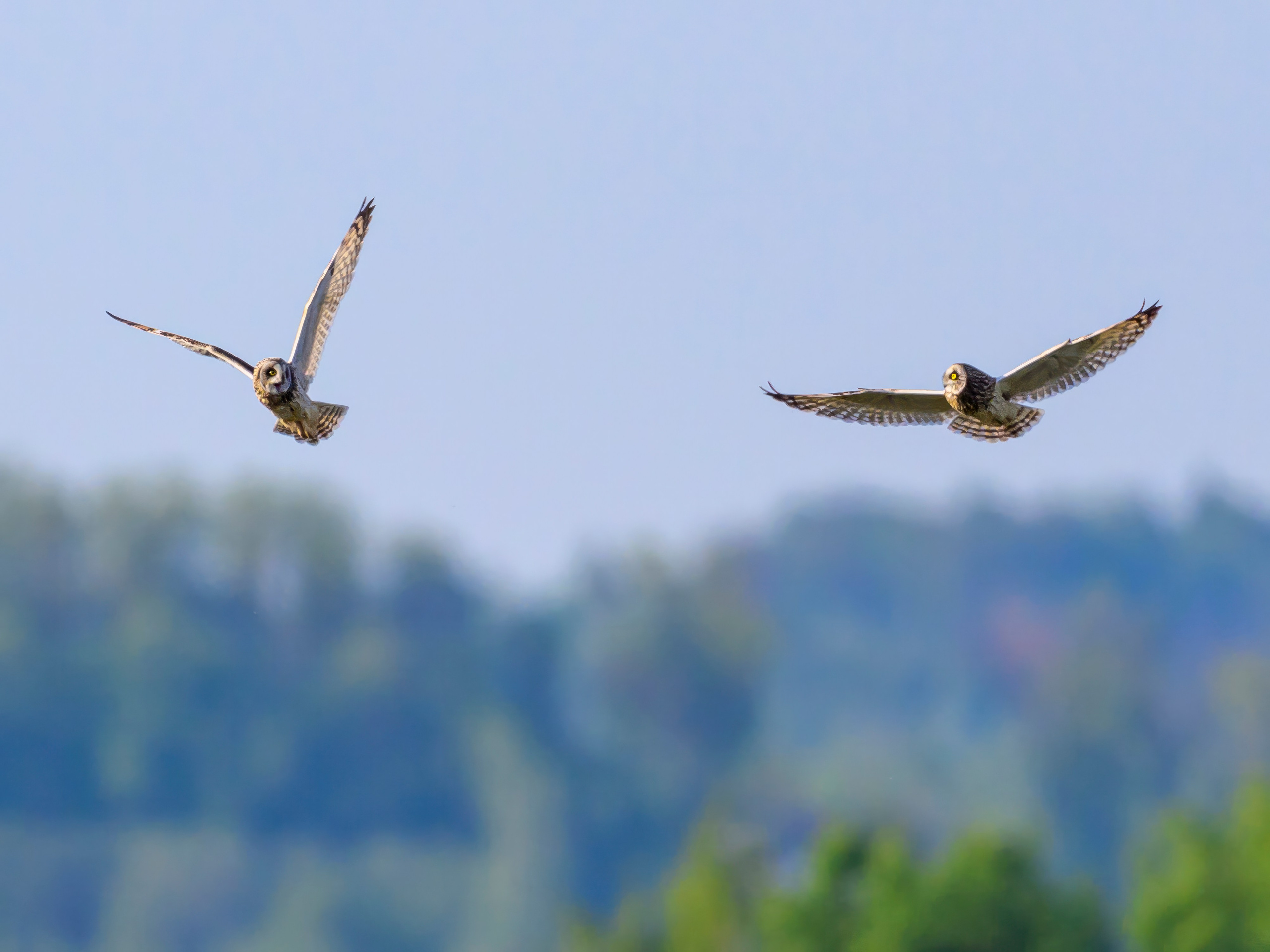Совы и сороки. Wildlife photography by Sergey Puponin