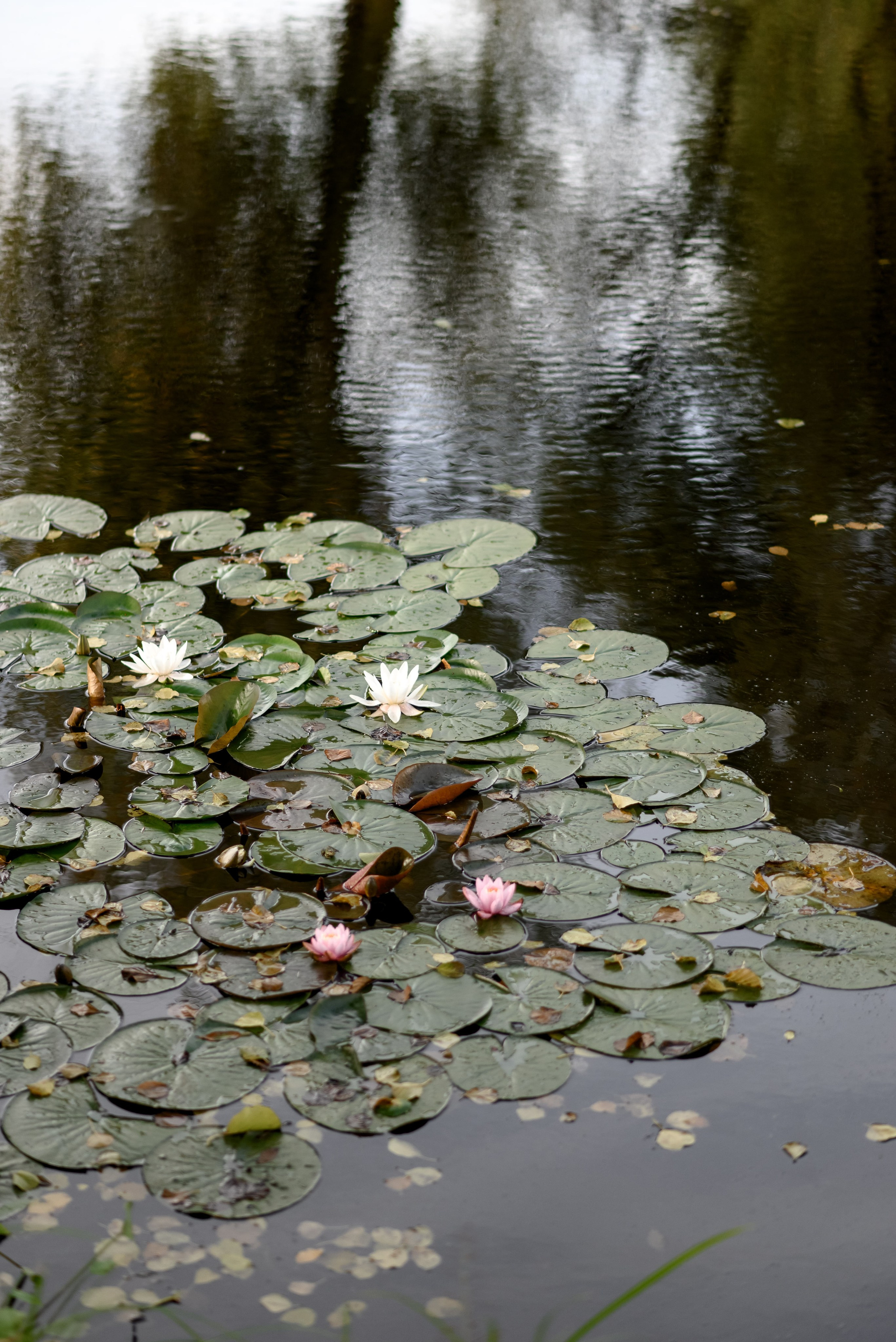 L&O. Свадебный фотограф Минск