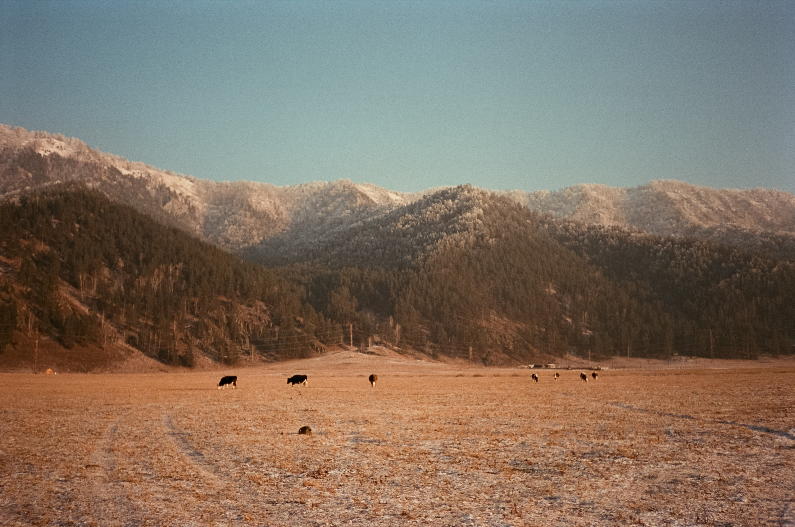 Утро на скалах Зубы Дракона. Чемал: поля и горы на закате. Фотограф-документалист Мария Осокина