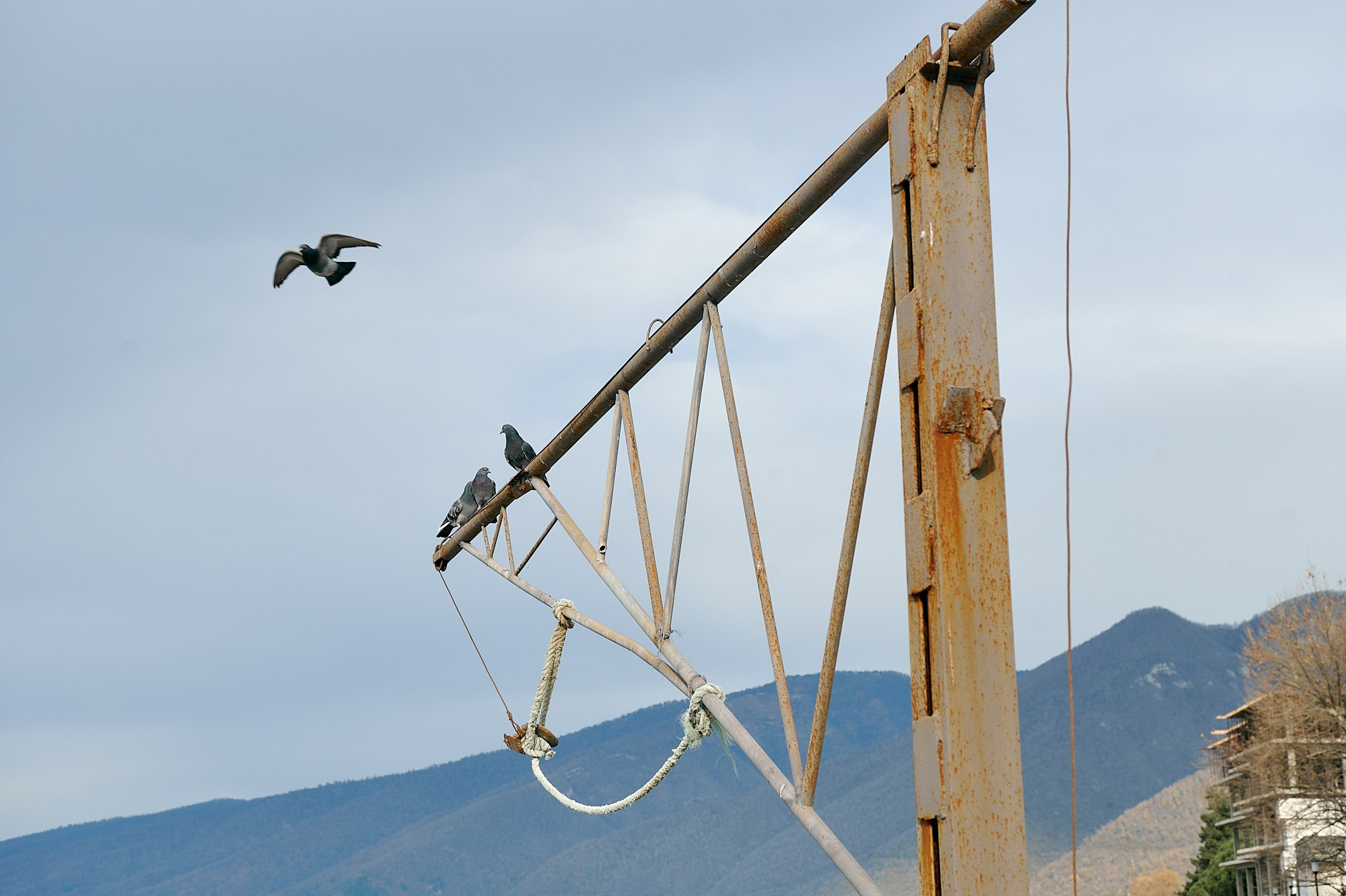 Гагра, Абхазия. Декабрь 2024. Фотографии отовсюду и обо всем