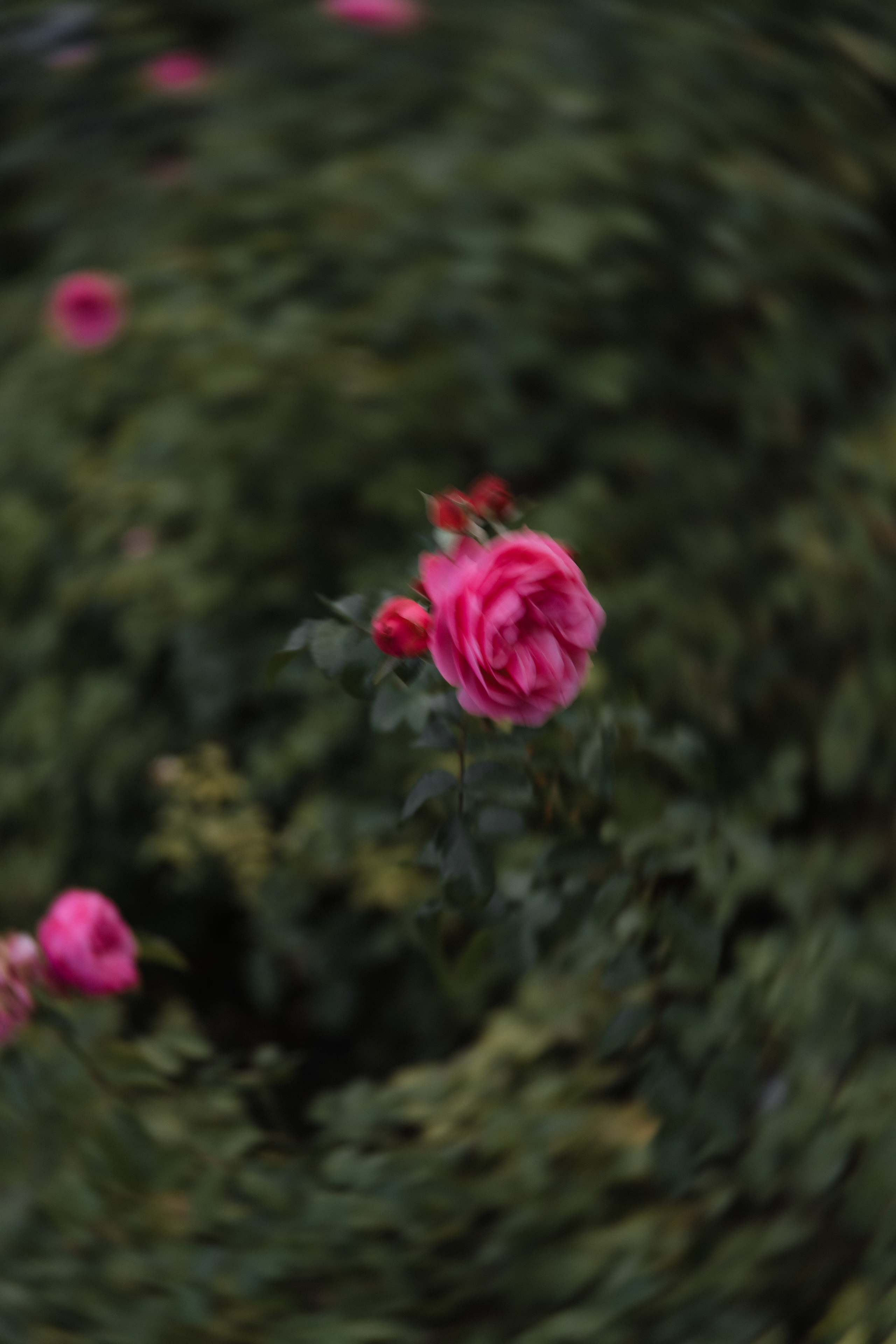 А & В ЗАГС ВДНХ. Женский и свадебный фотограф Москва Елизавета Перова