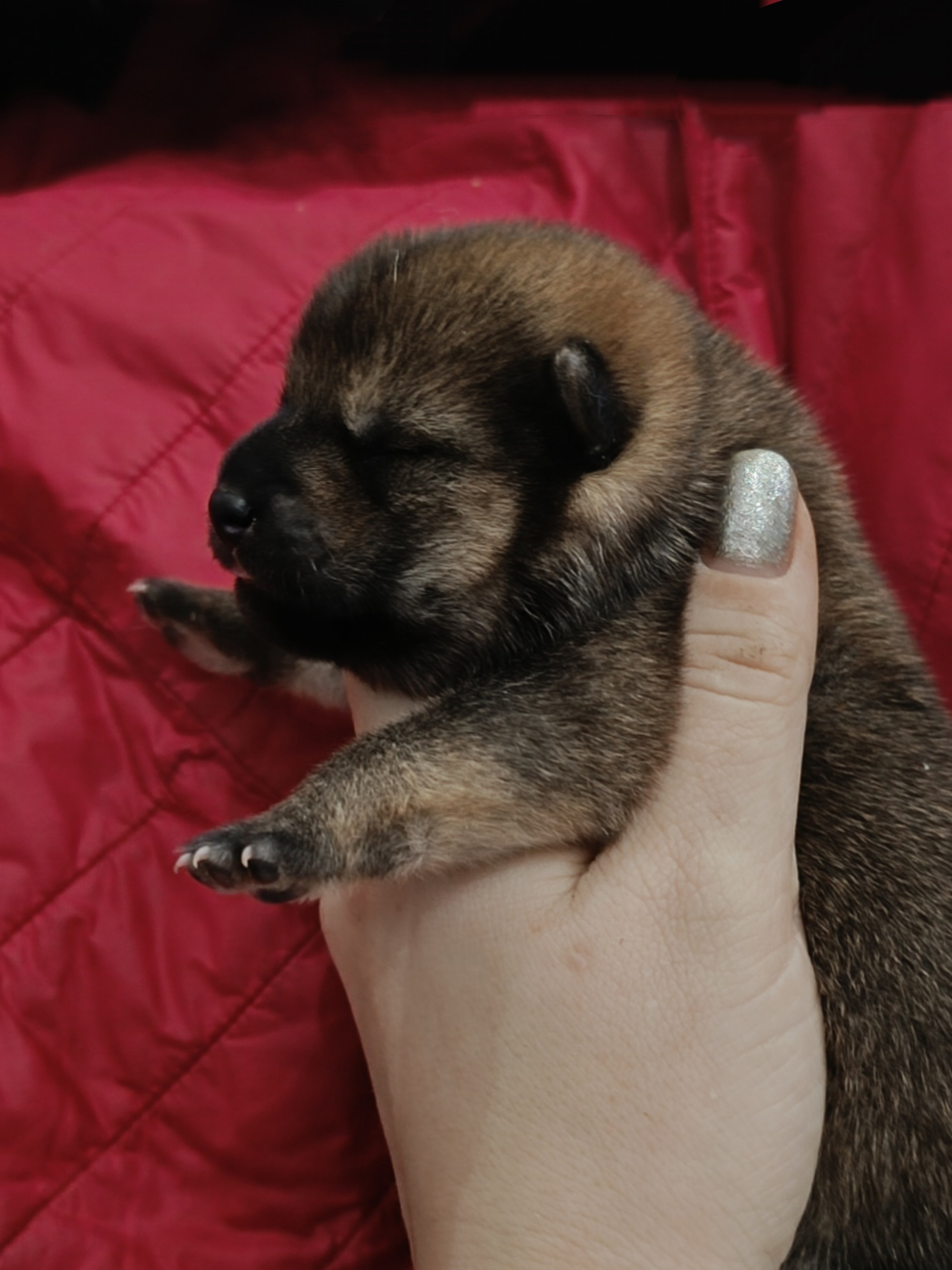 сиба питомник Рубилайт щенки на продажу rubylight  сиба щенки купить СПб Санкт-Петербург 