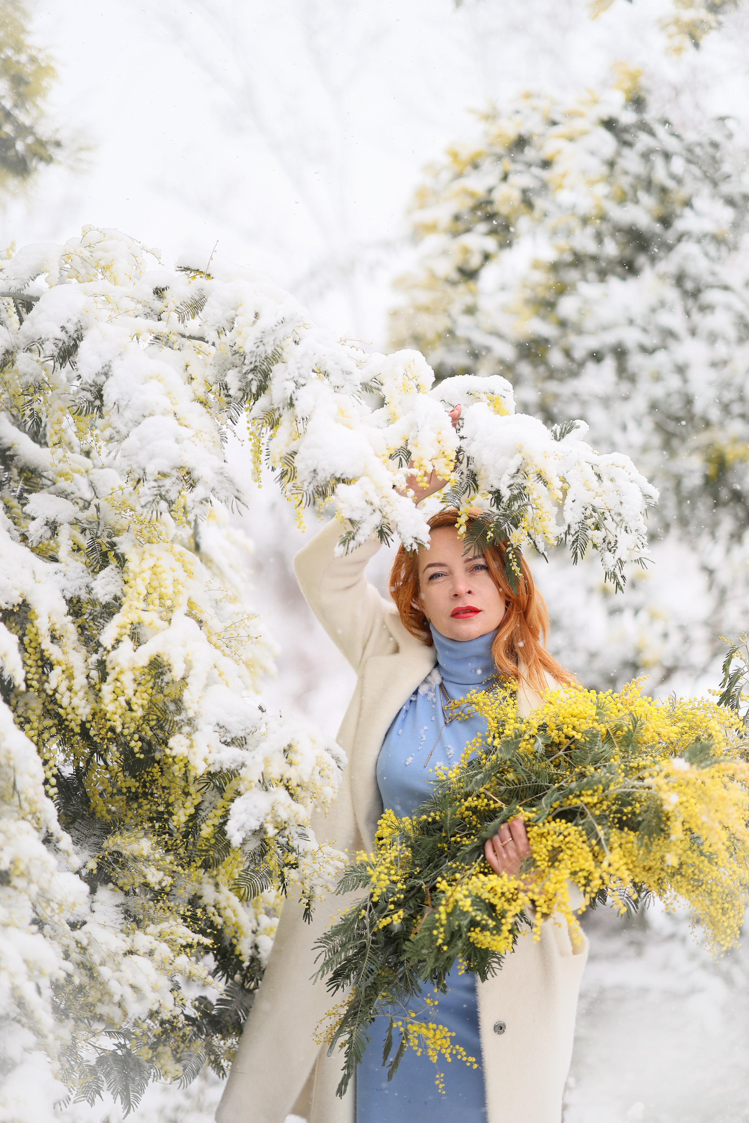 сад мимозы в снегу, фотосессия в мимозе Абхазия, Сухум