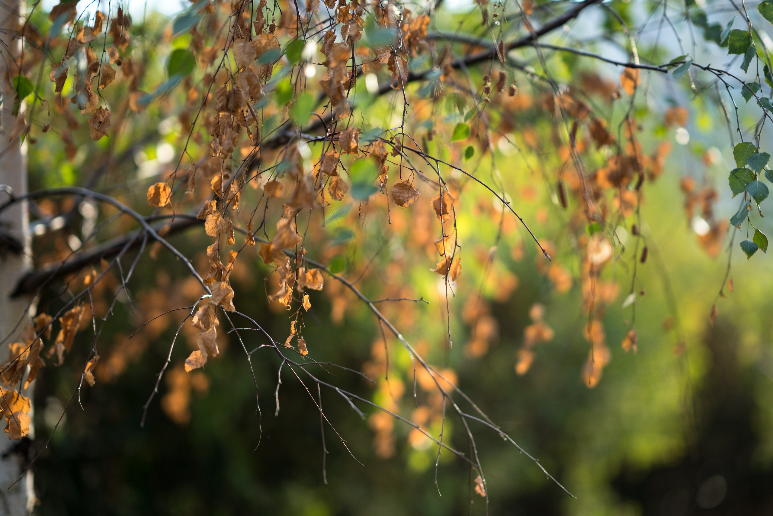 Фотопрогулка в Москве. Каталожная и промышленная съемка в Москве Александр Плонский