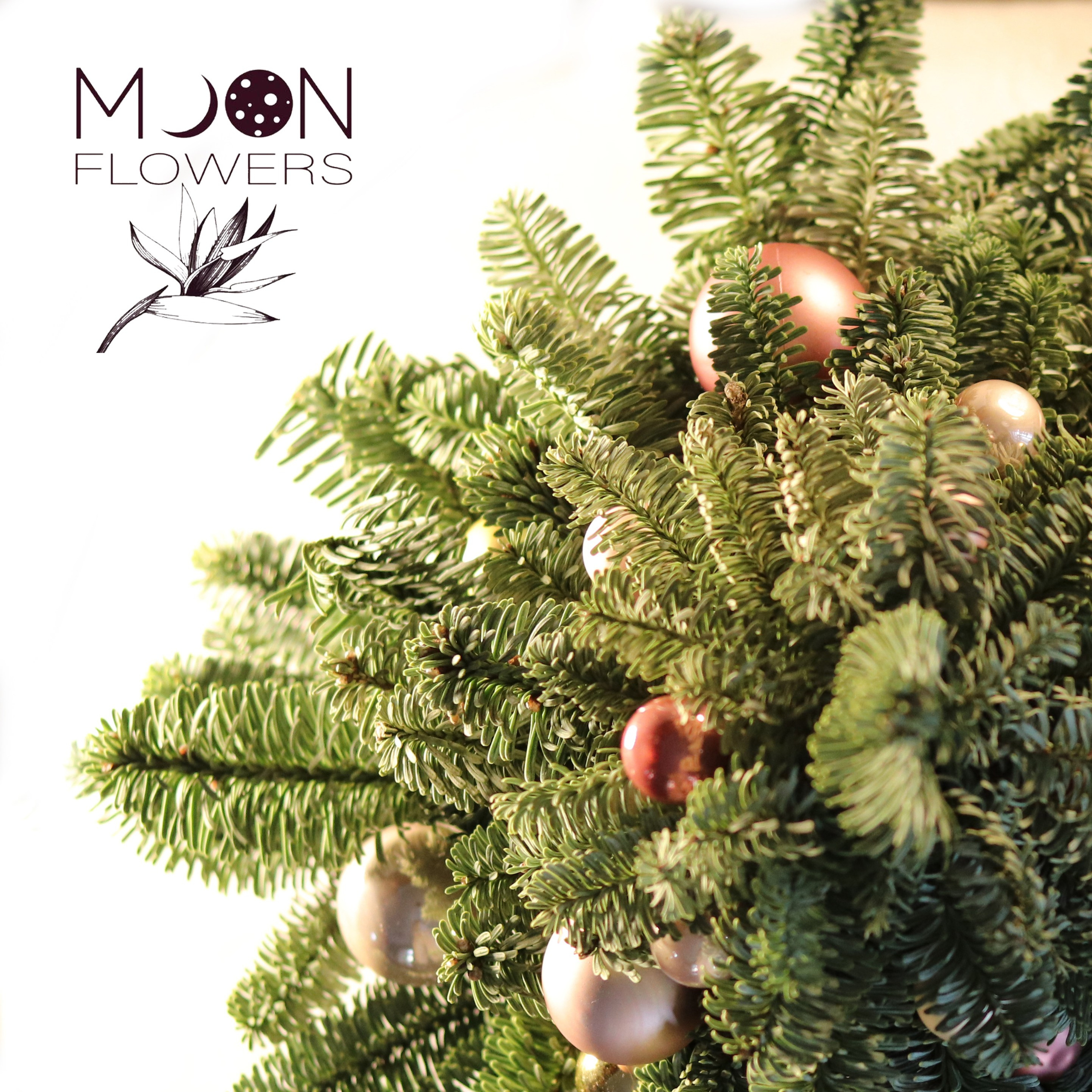 Нобилис. River clover