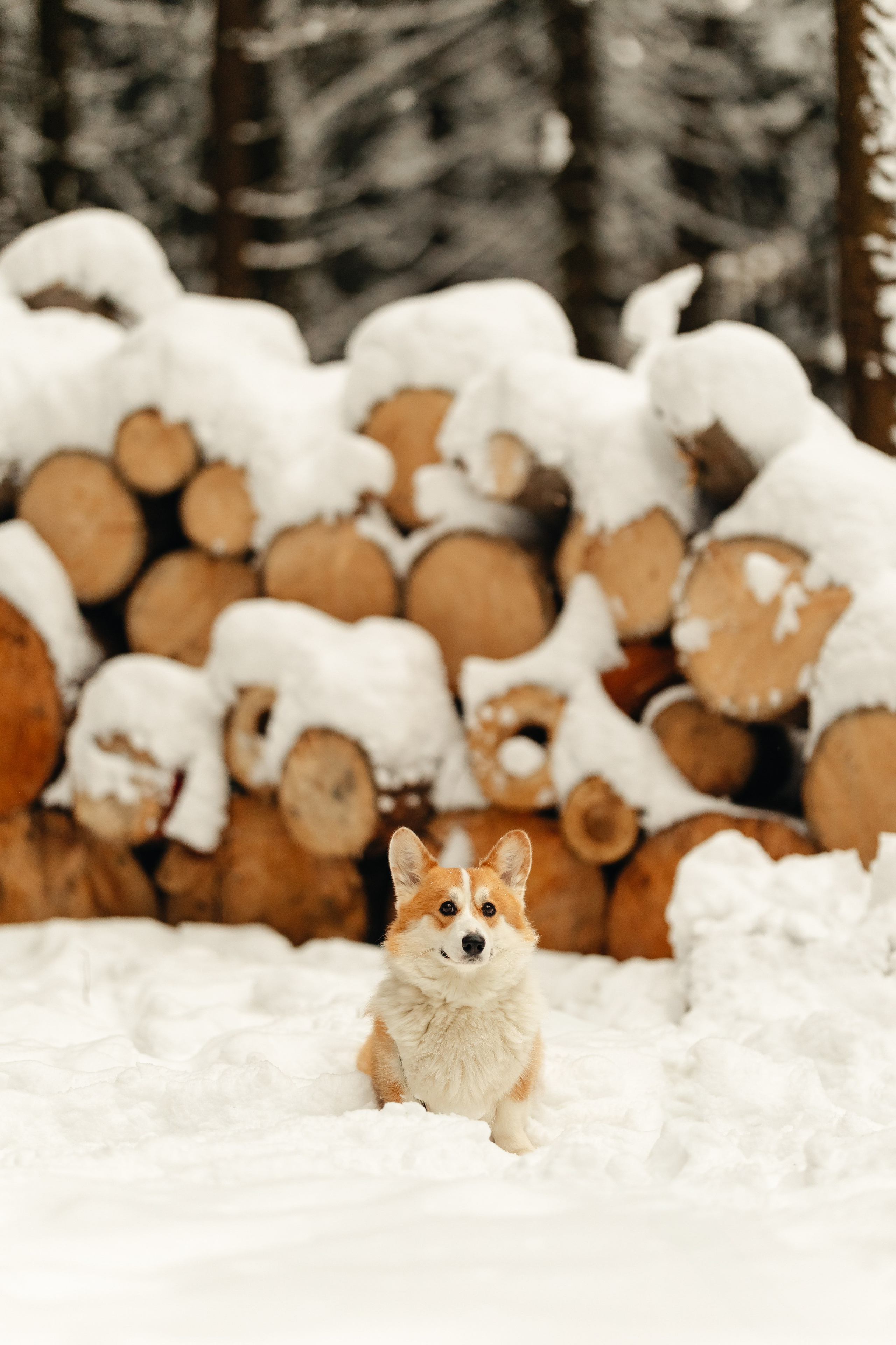 Ирина и малыш Бакс. Ирина Бешляга. Фотограф в Москве и по всей России