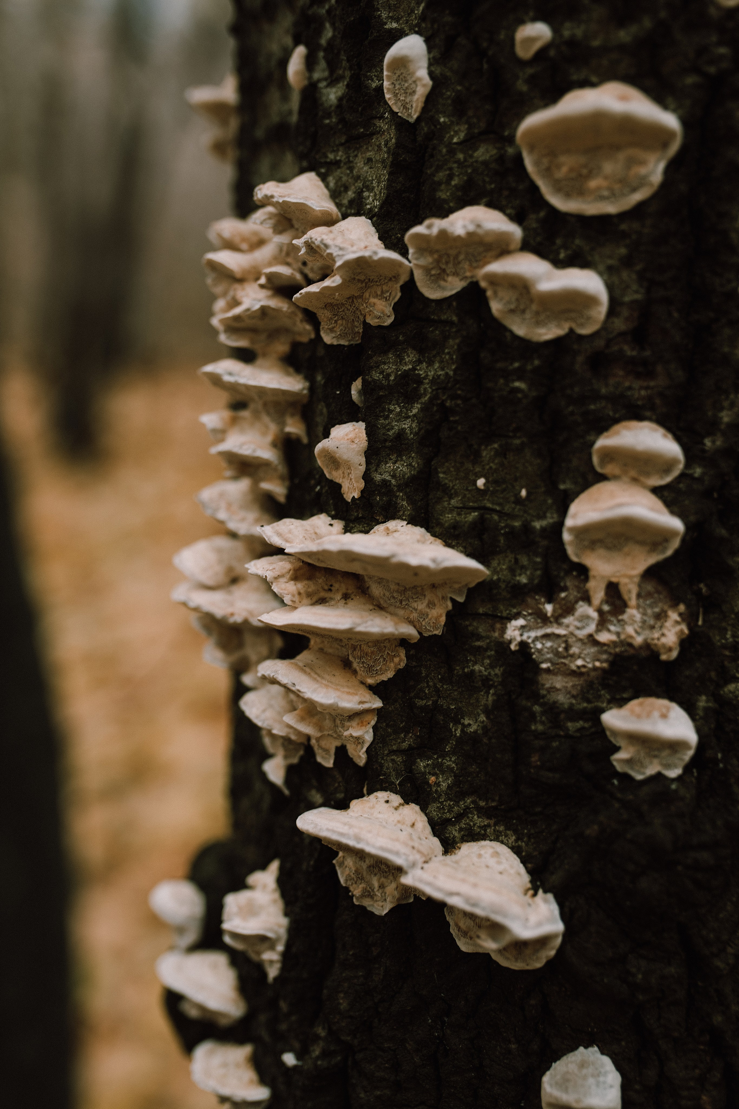 Настя. Свадебный, семейный фотограф в Рязани Лена Брант