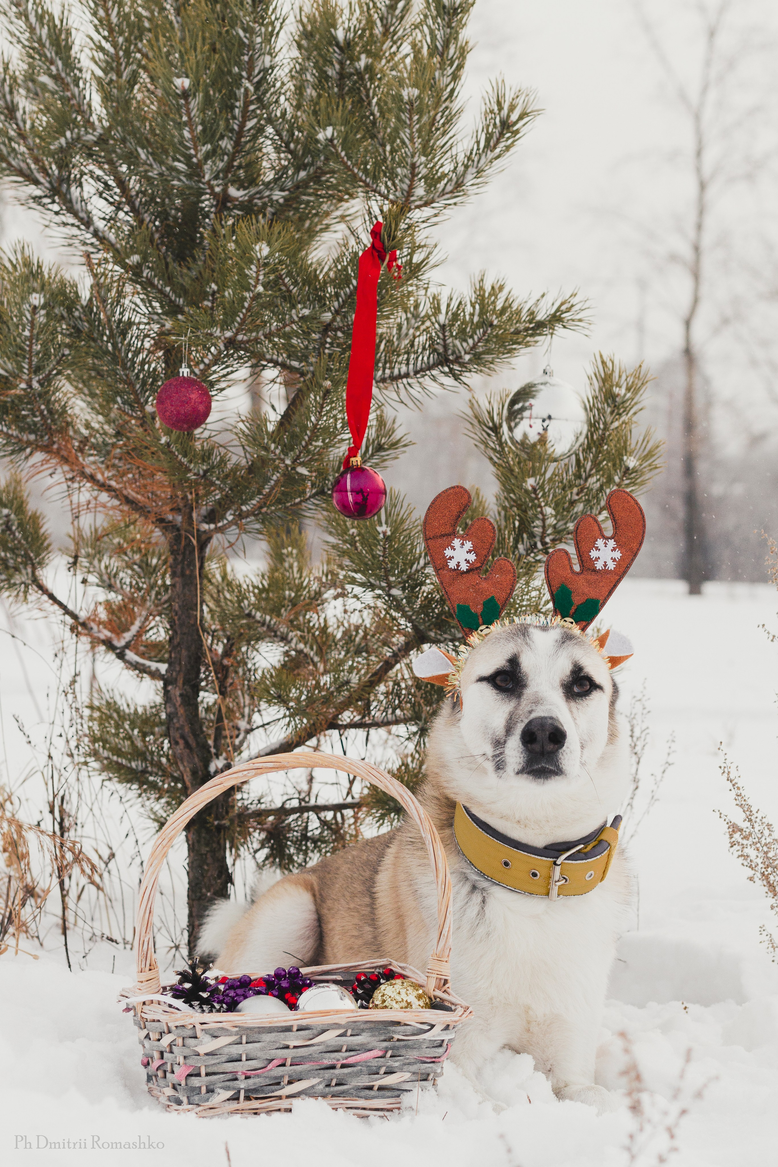 Анималистка. Фотограф Дмитрий Ромашко