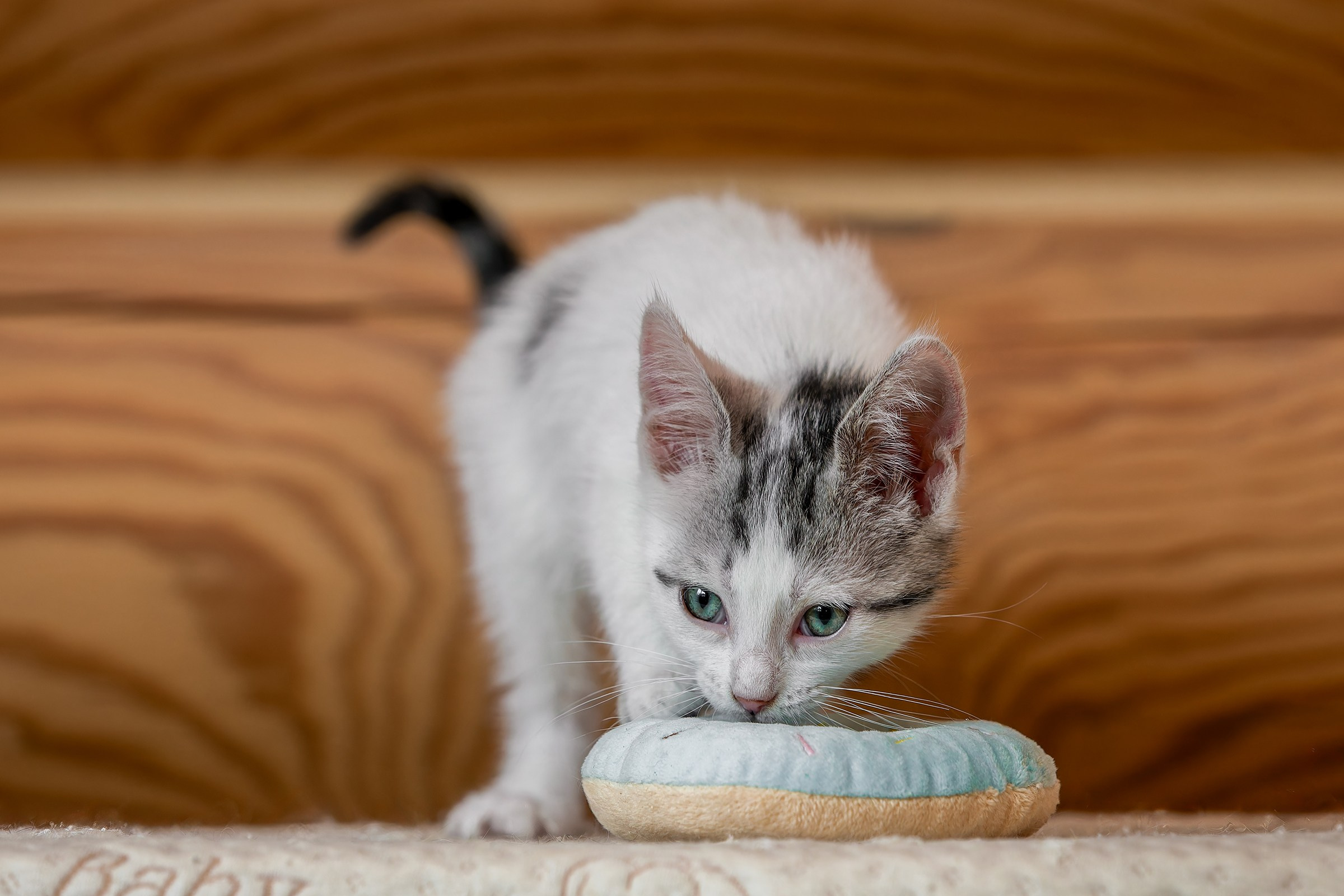 Котята. Irenephoto.ru