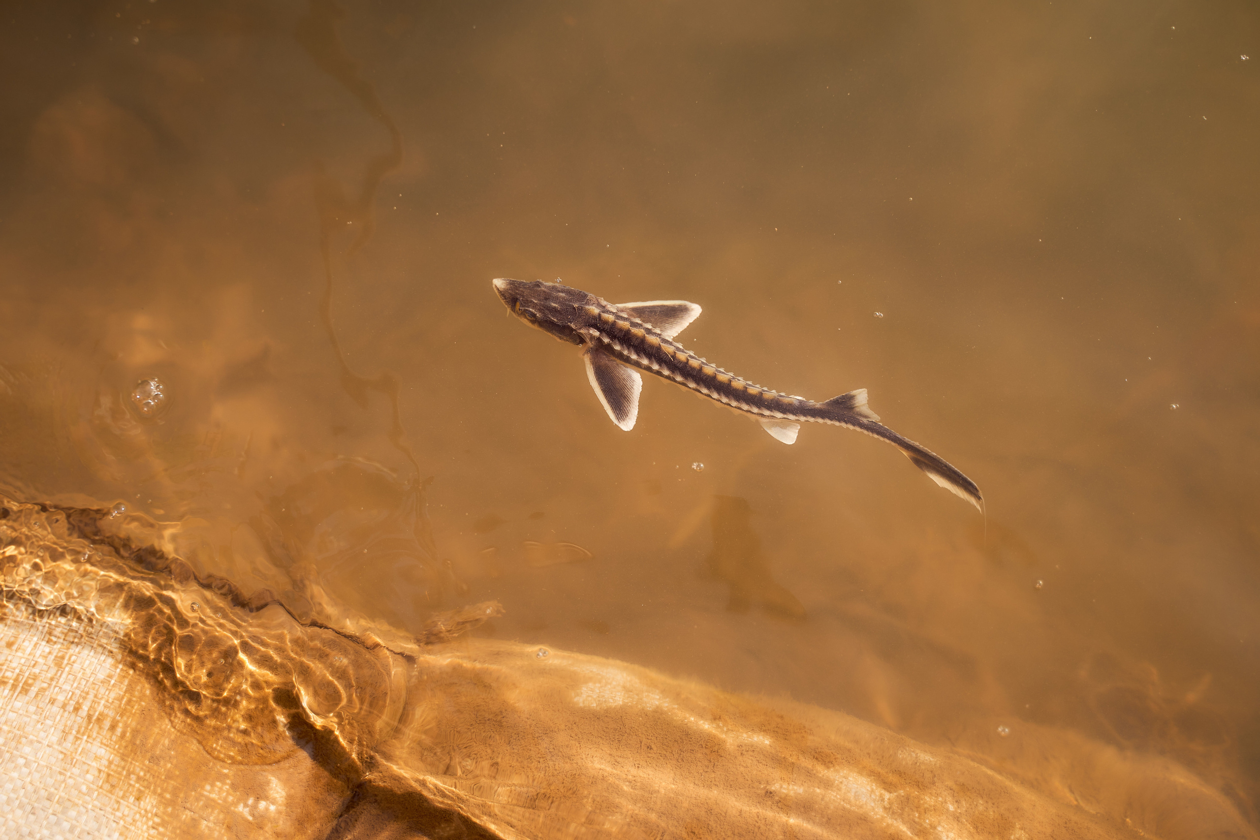 Спуск в Урал мальков осетра. Фотограф в Уральске Александр Хохлачёв | HOHLACHEV.COM