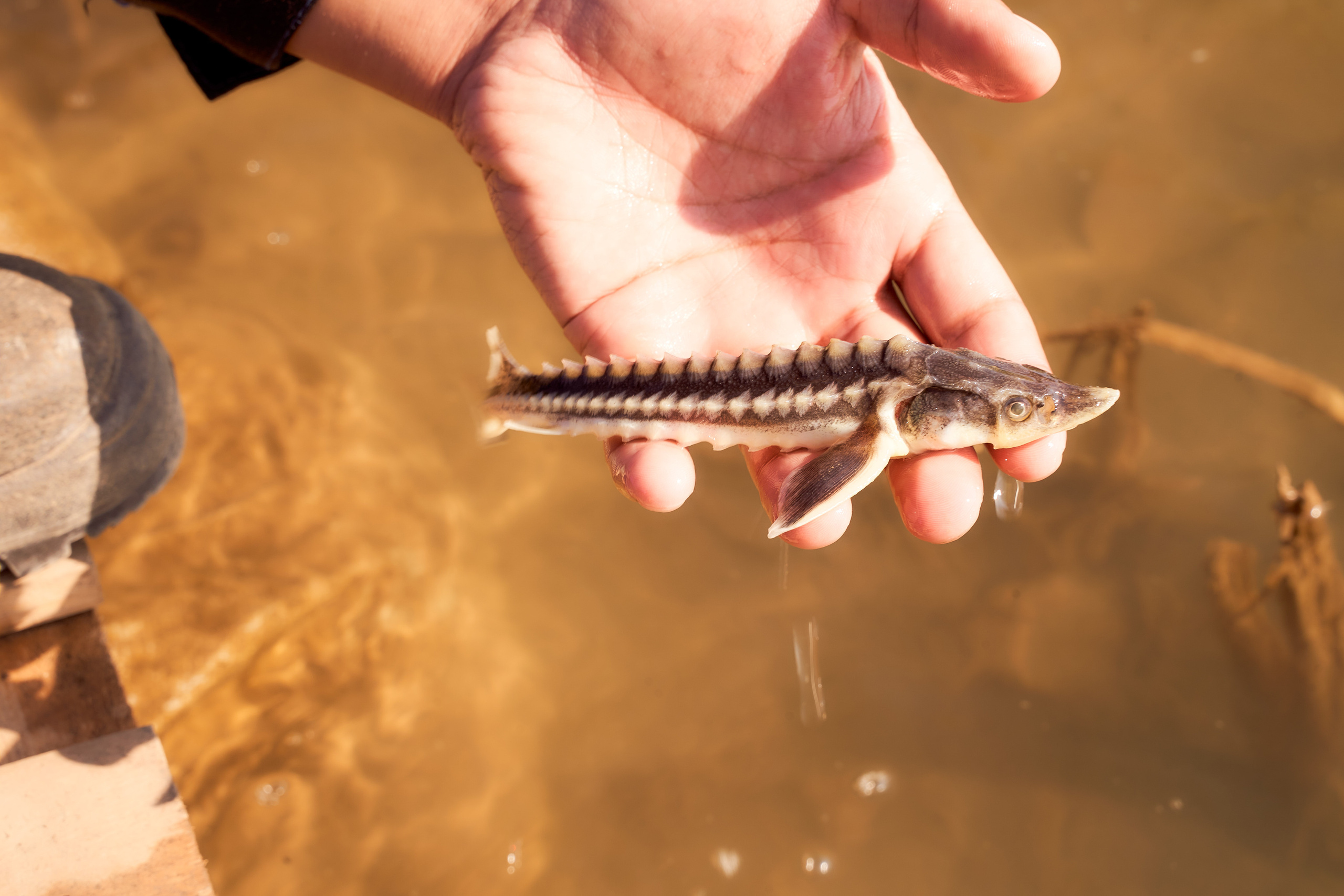 Спуск в Урал мальков осетра. Фотограф в Уральске Александр Хохлачёв | HOHLACHEV.COM