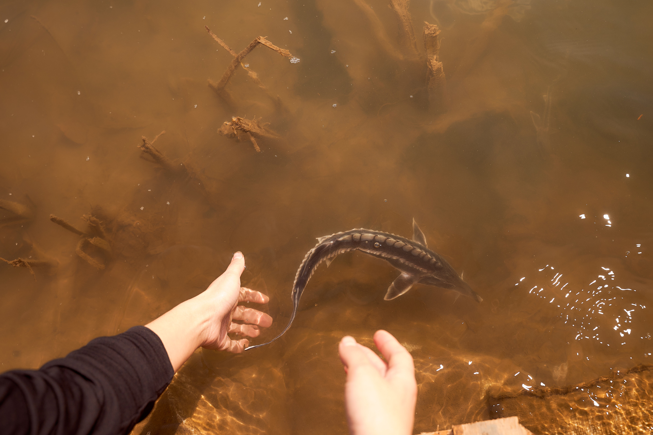 Спуск в Урал мальков осетра. Фотограф в Уральске Александр Хохлачёв | HOHLACHEV.COM