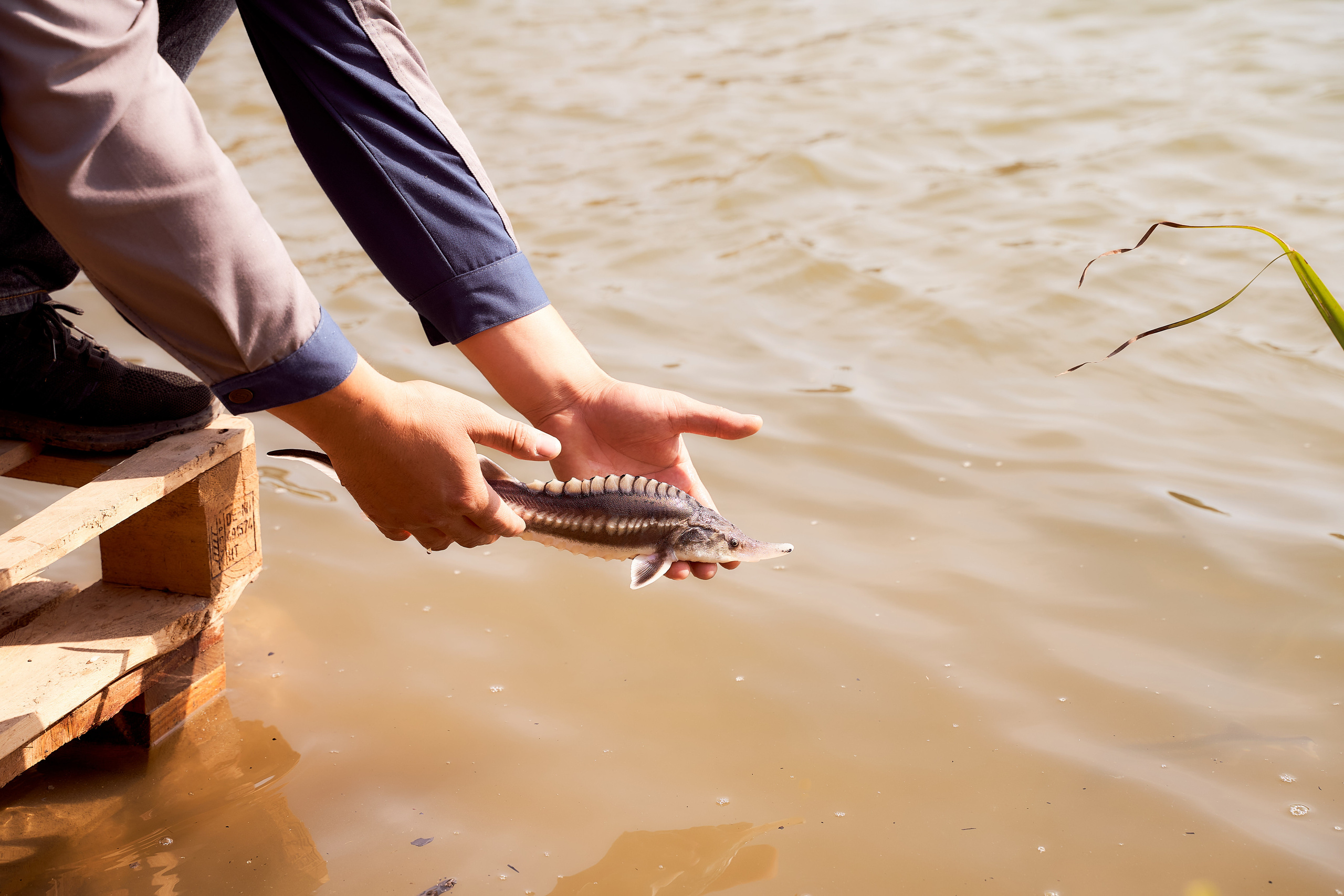 Спуск в Урал мальков осетра. Фотограф в Уральске Александр Хохлачёв | HOHLACHEV.COM