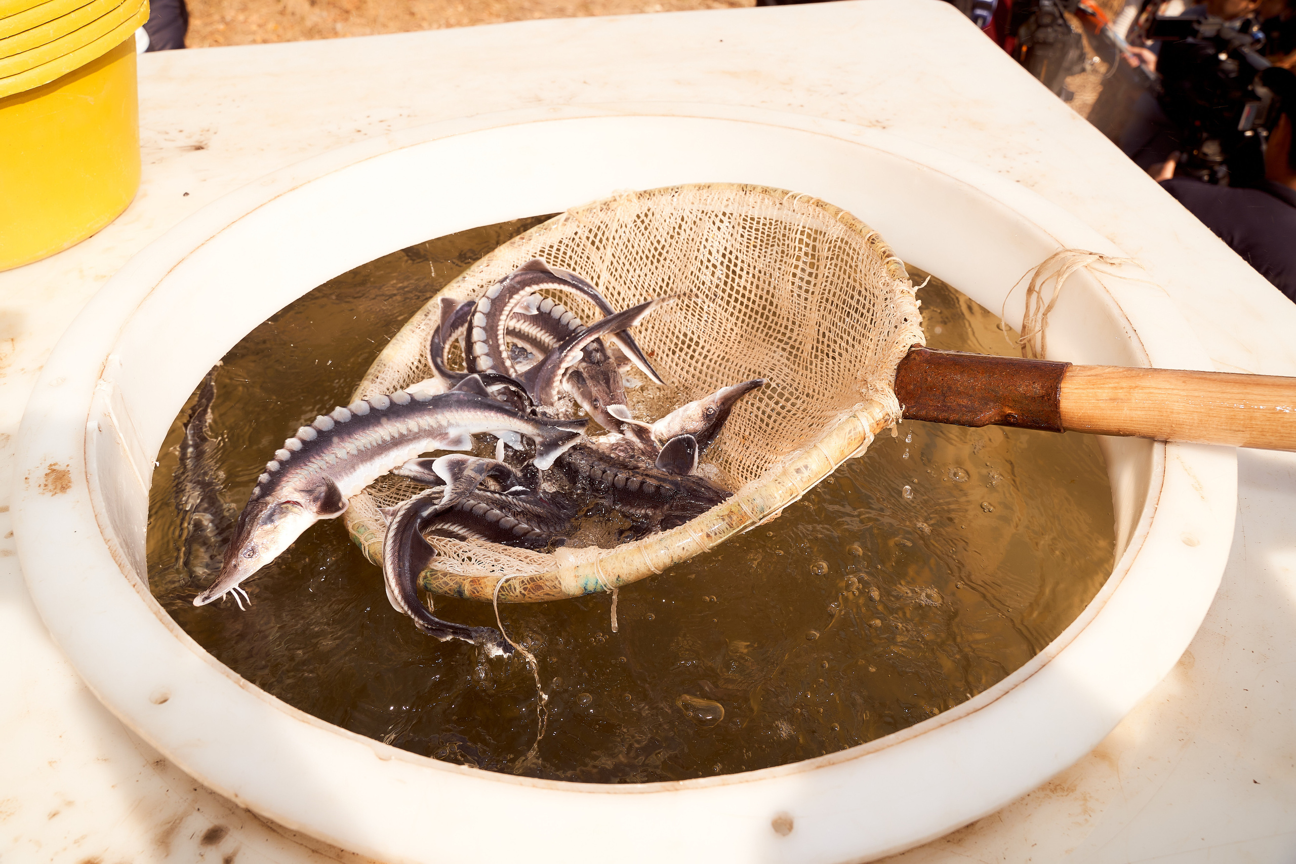 Спуск в Урал мальков осетра. Фотограф в Уральске Александр Хохлачёв | HOHLACHEV.COM