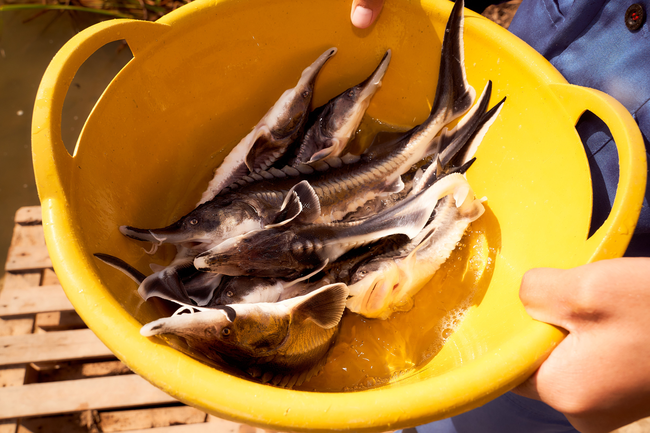 Спуск в Урал мальков осетра. Фотограф в Уральске Александр Хохлачёв | HOHLACHEV.COM