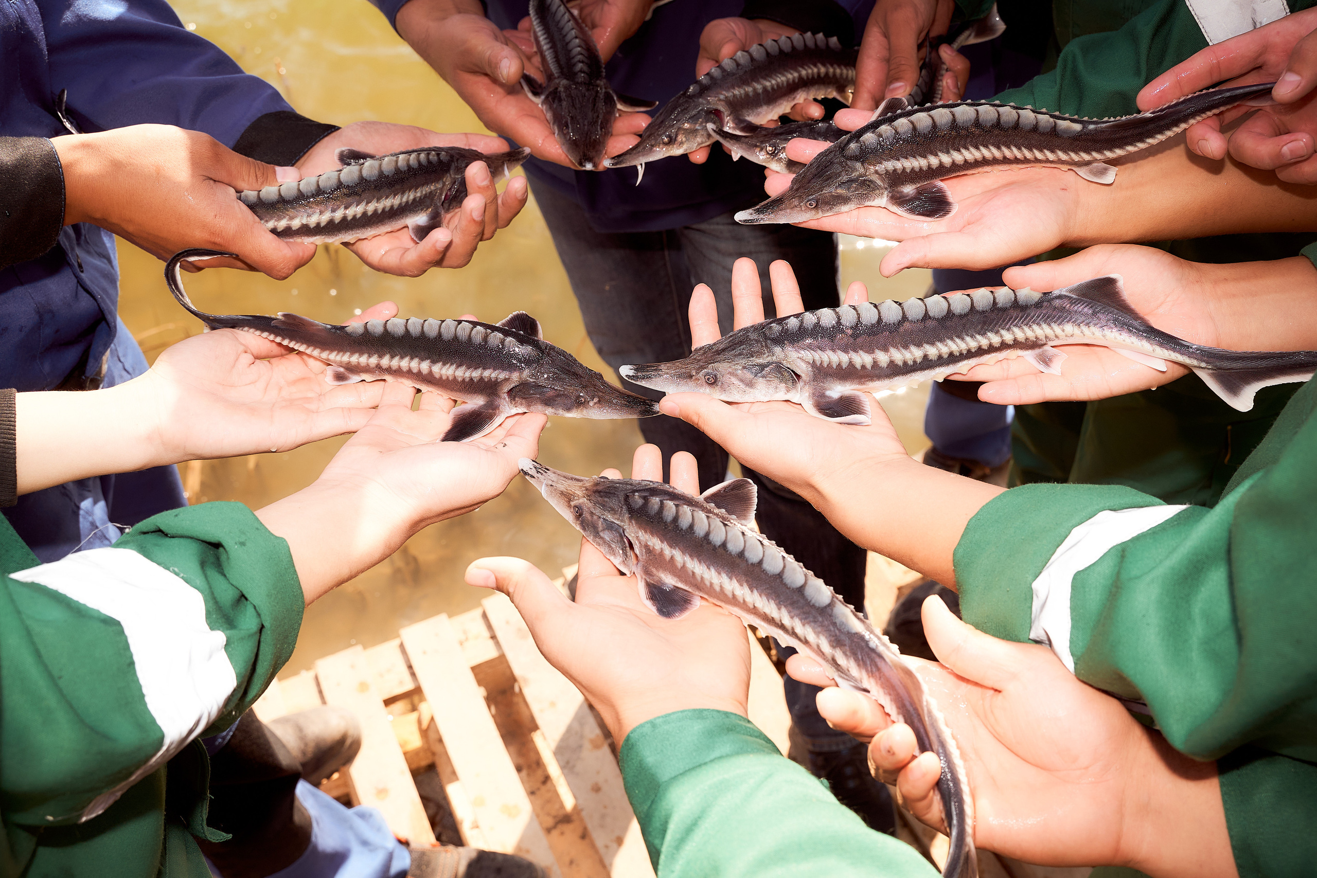 Спуск в Урал мальков осетра. Фотограф в Уральске Александр Хохлачёв | HOHLACHEV.COM