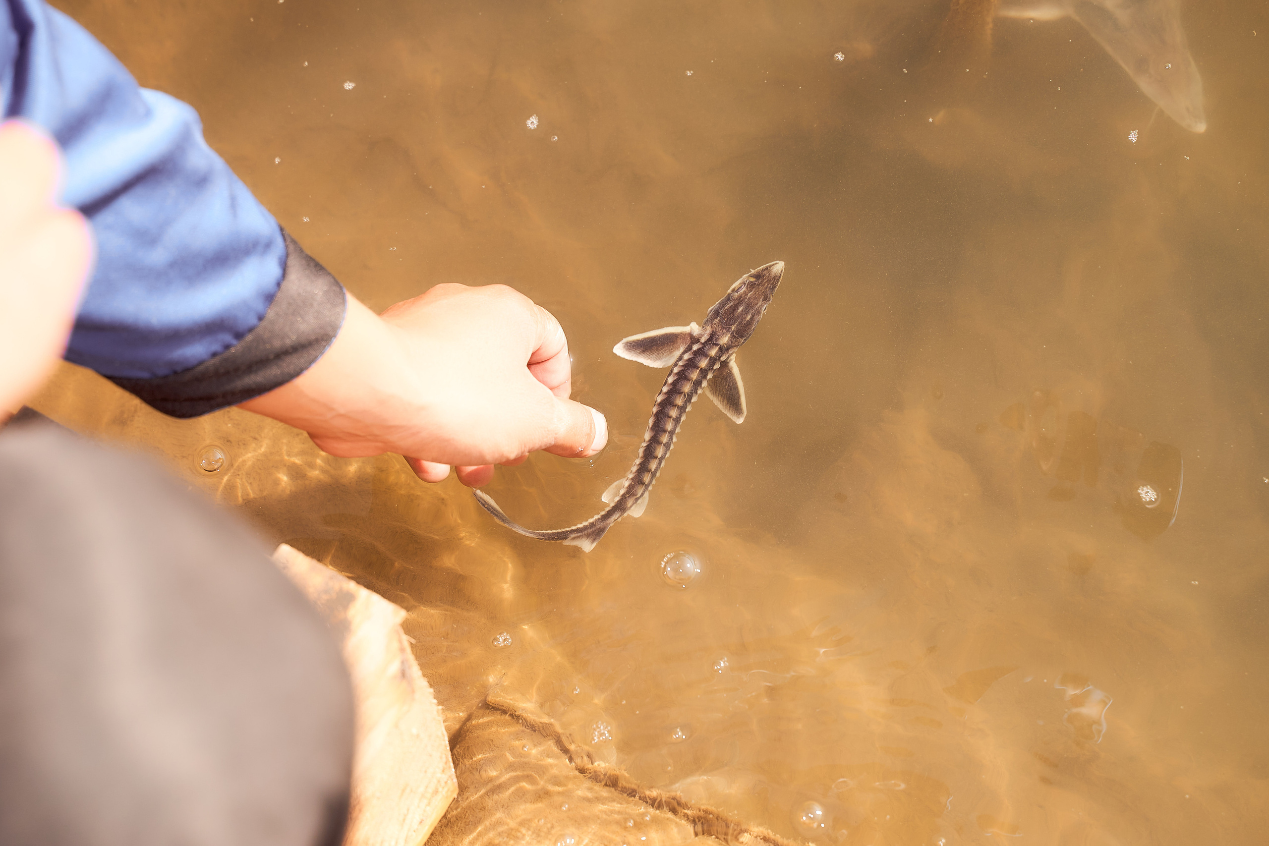 Спуск в Урал мальков осетра. Фотограф в Уральске Александр Хохлачёв | HOHLACHEV.COM