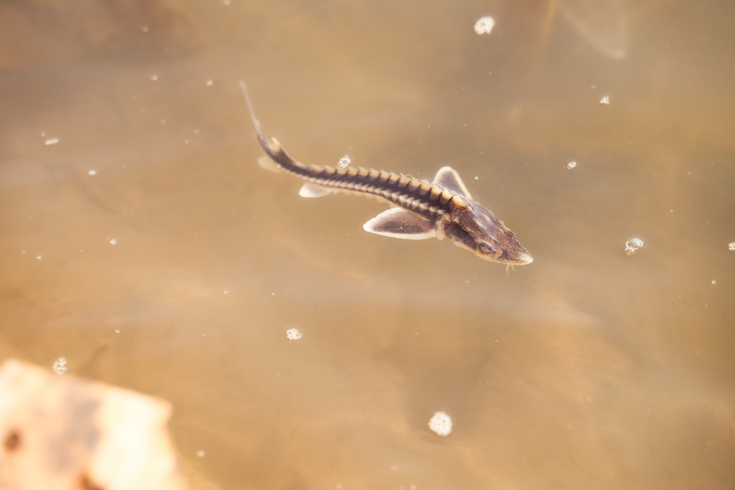 Спуск в Урал мальков осетра. Фотограф в Уральске Александр Хохлачёв | HOHLACHEV.COM