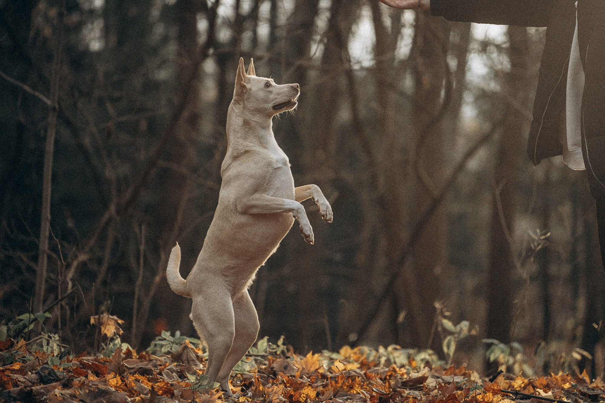 Туся. Фотограф анималист в Москве и Санкт-Петербурге Свиридова Анна