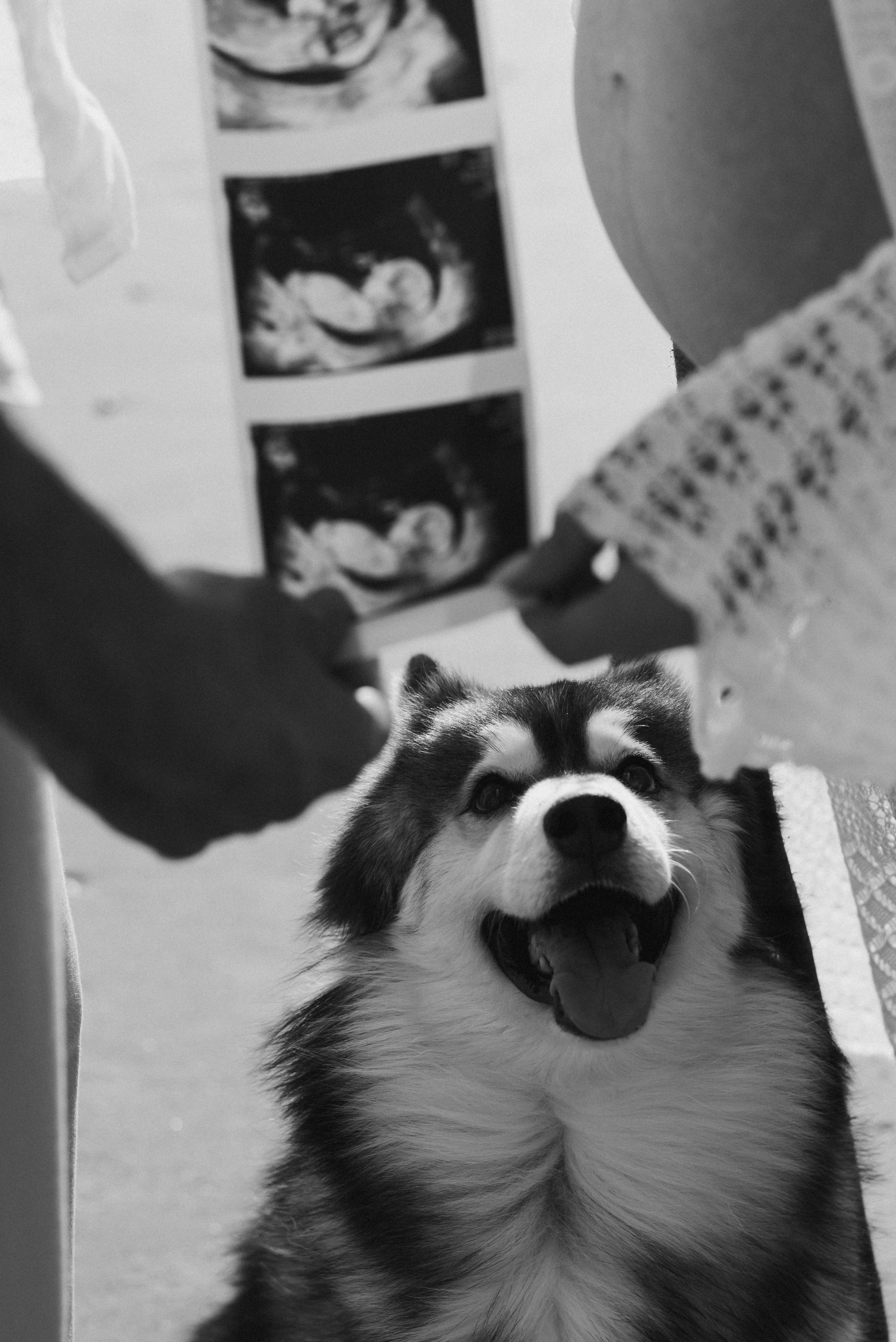 Anna & Erez: Pregnancy. Family photographer in Israel | Alesya Superfin