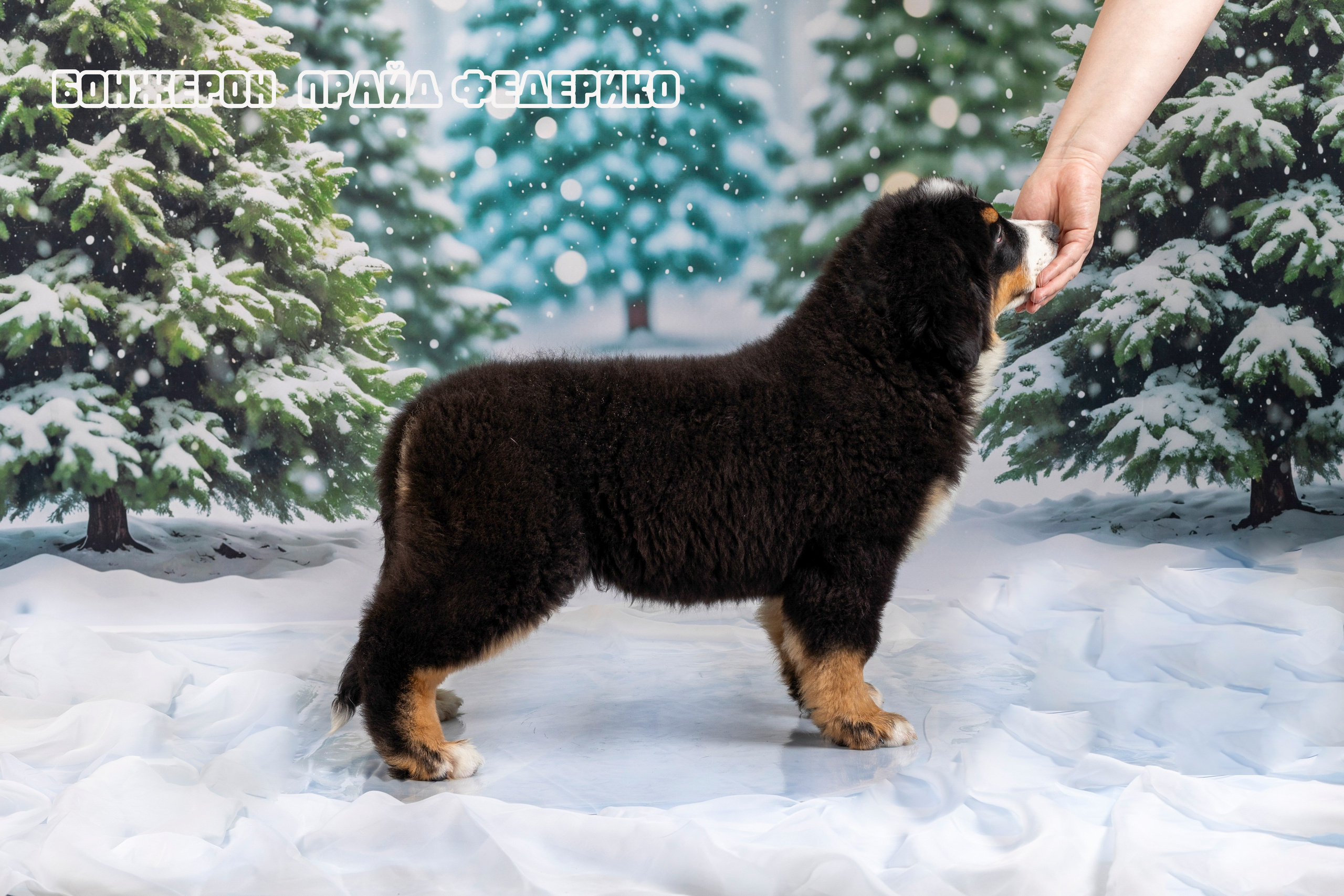 Бонжерон прайд. Фотограф 📸 семейный, предметный, репортажный