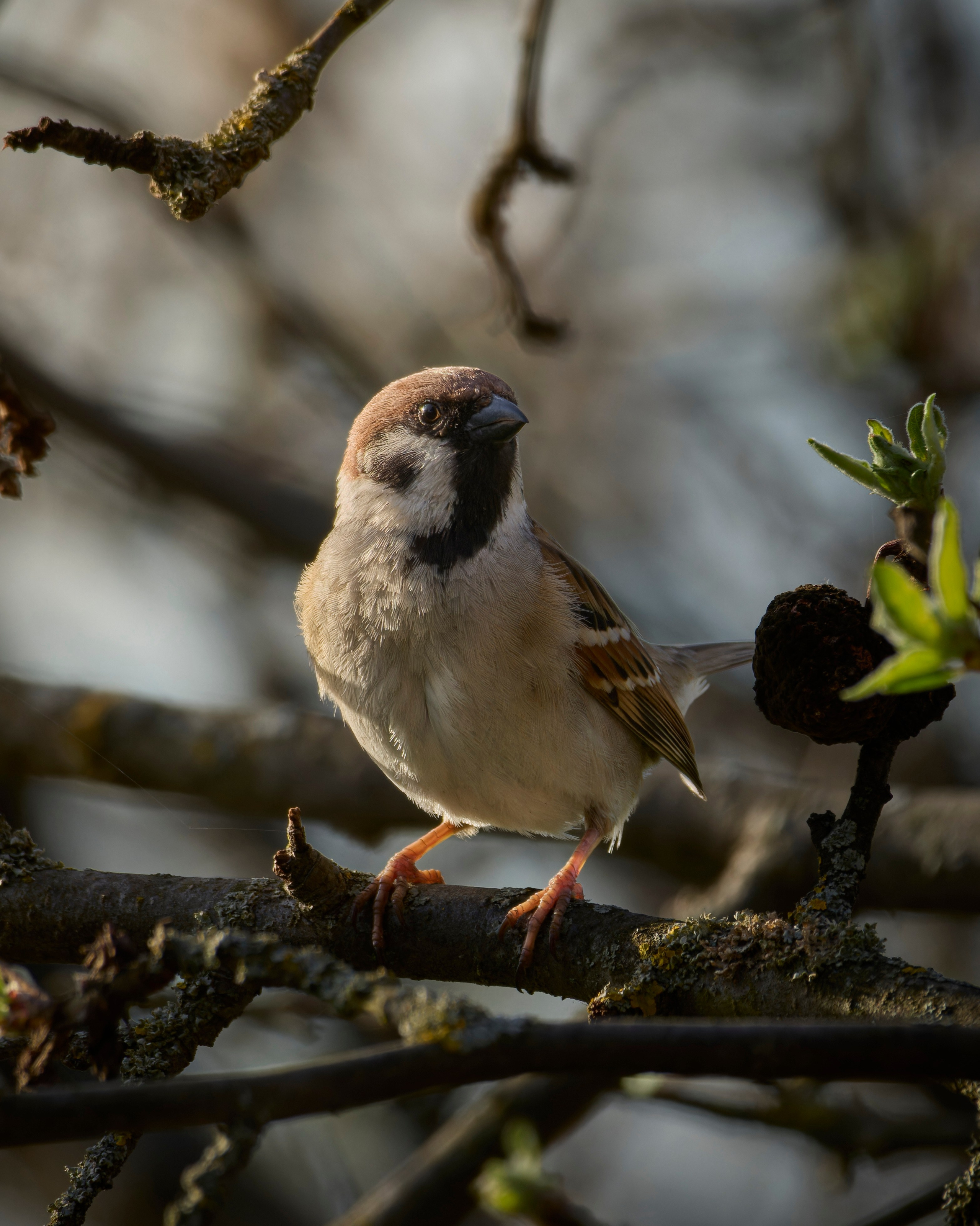 Lipetsk 2024. Anton Chernov | Wildlife photographer