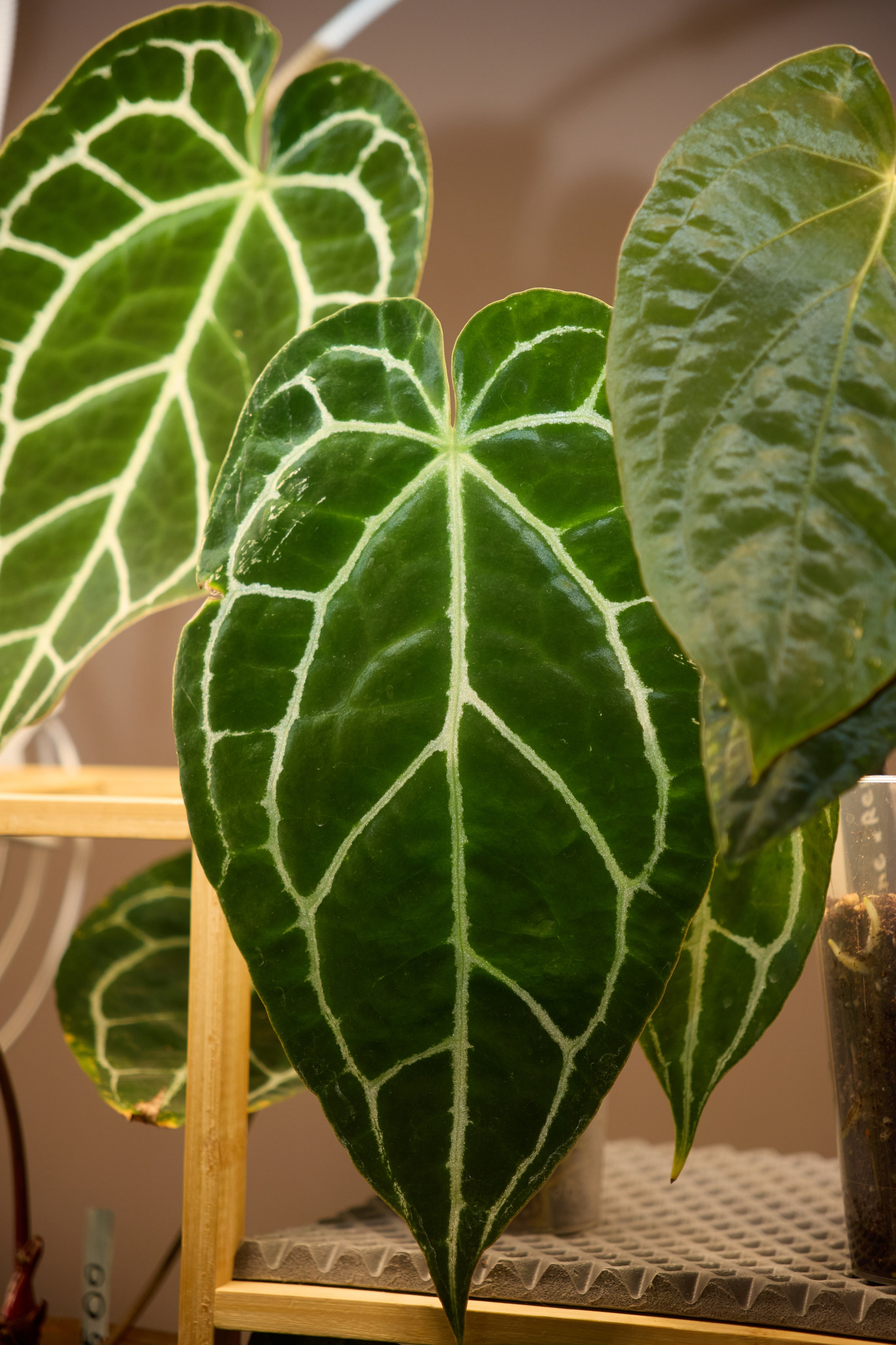 Цветочная ярмарка