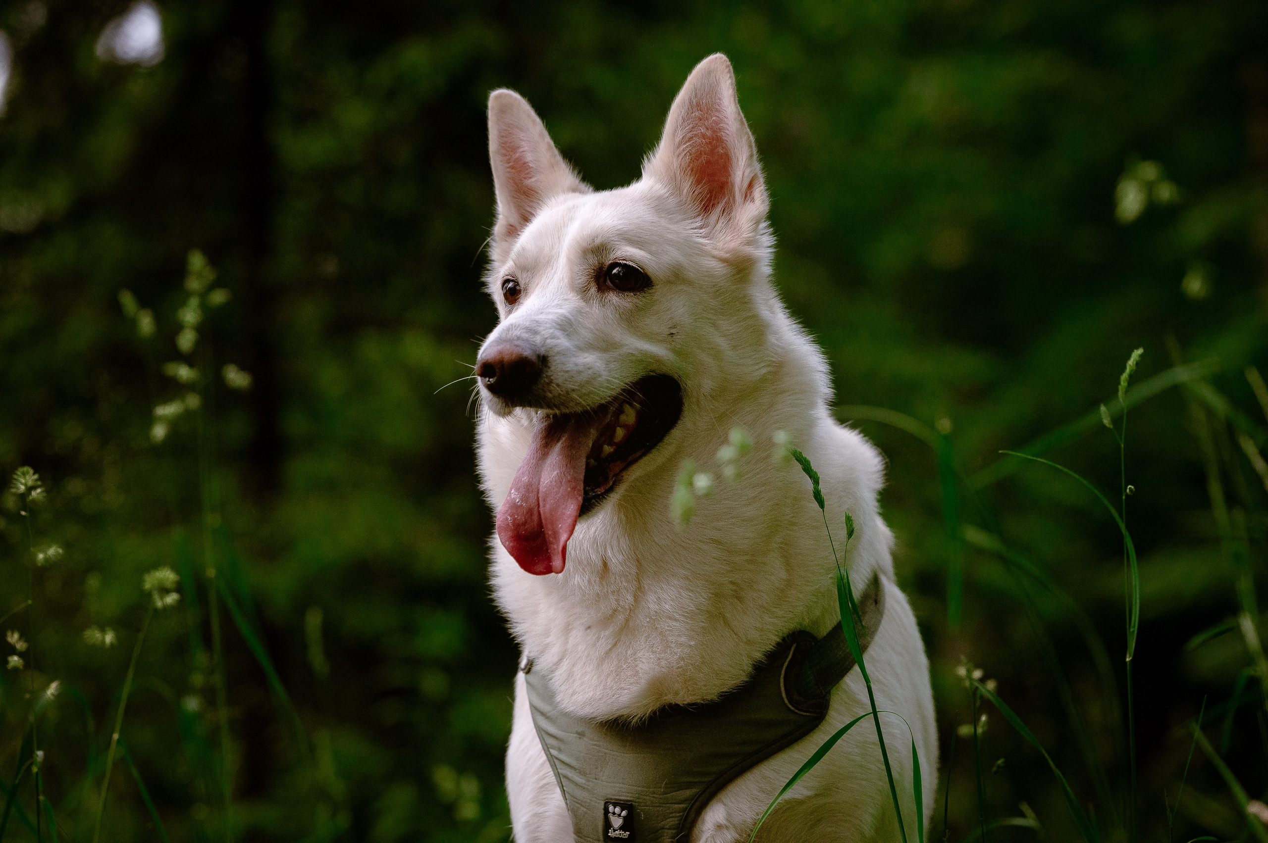 Собаки. Фотограф-анималист в Санкт-Петербурге Анастасия Иванова